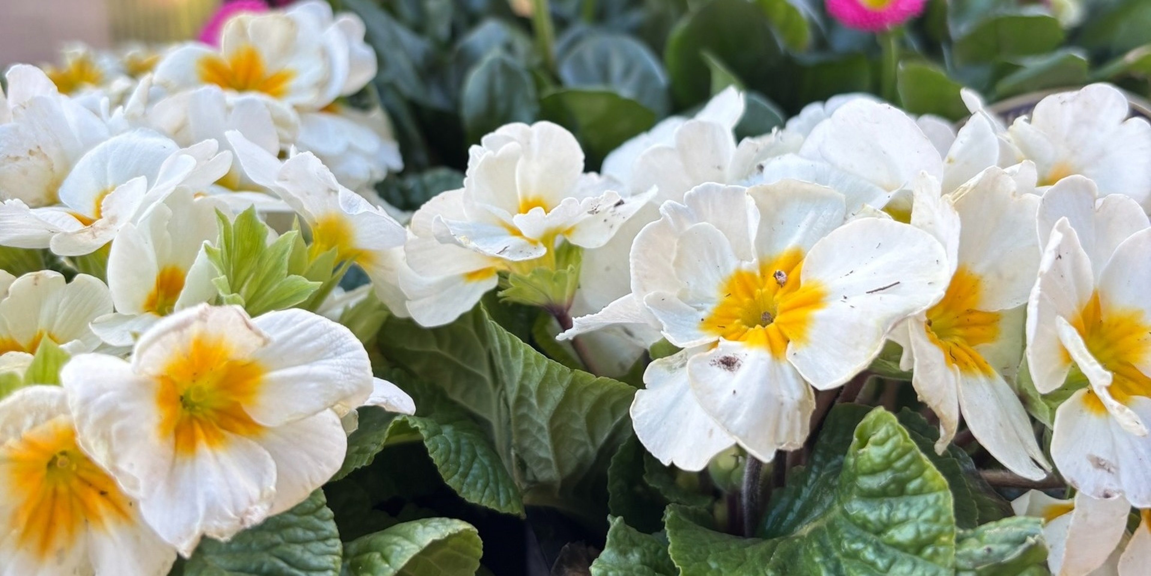 Image for Logan’s Garden Shop