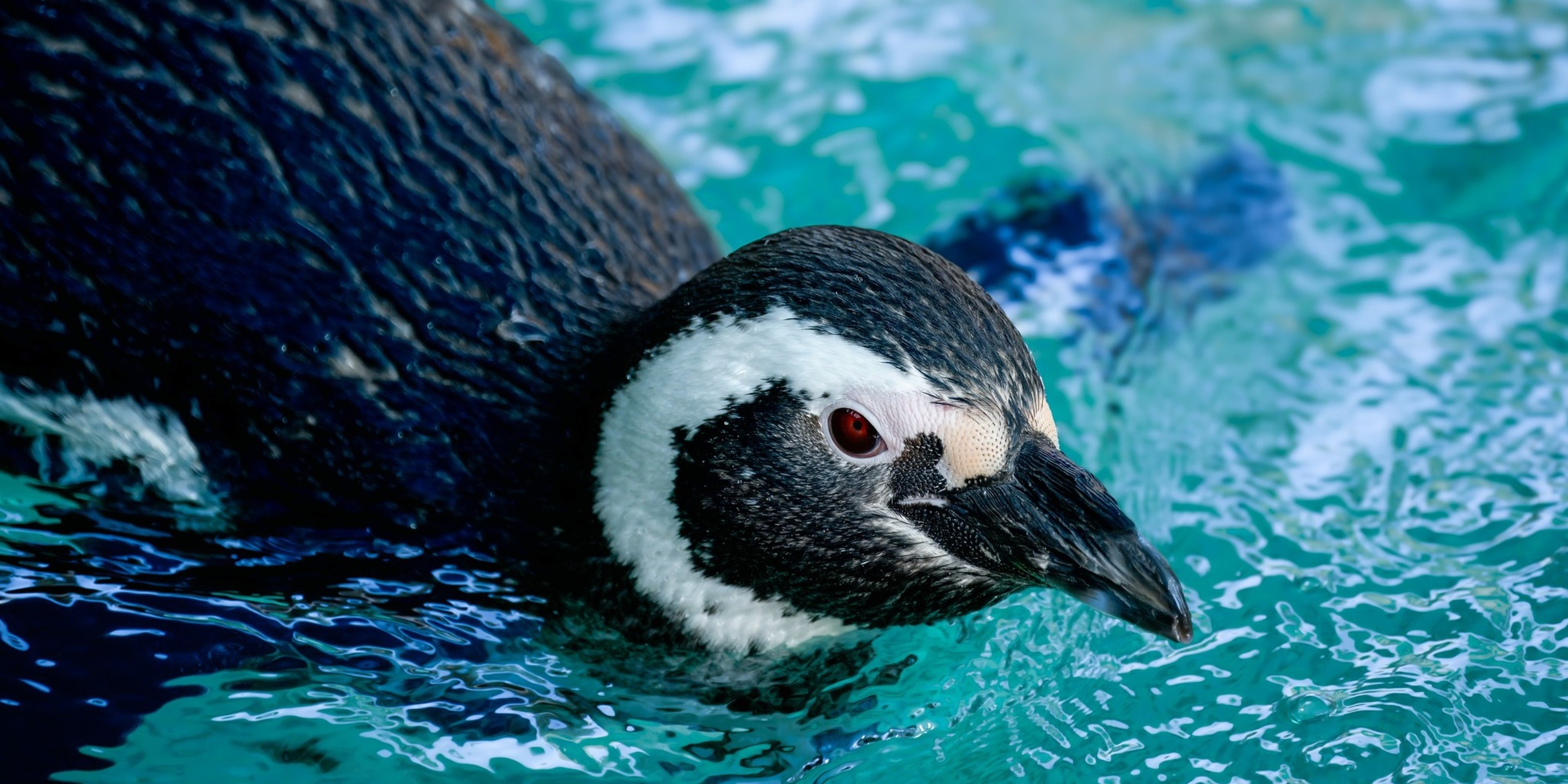 Image for Potter Park Zoo 