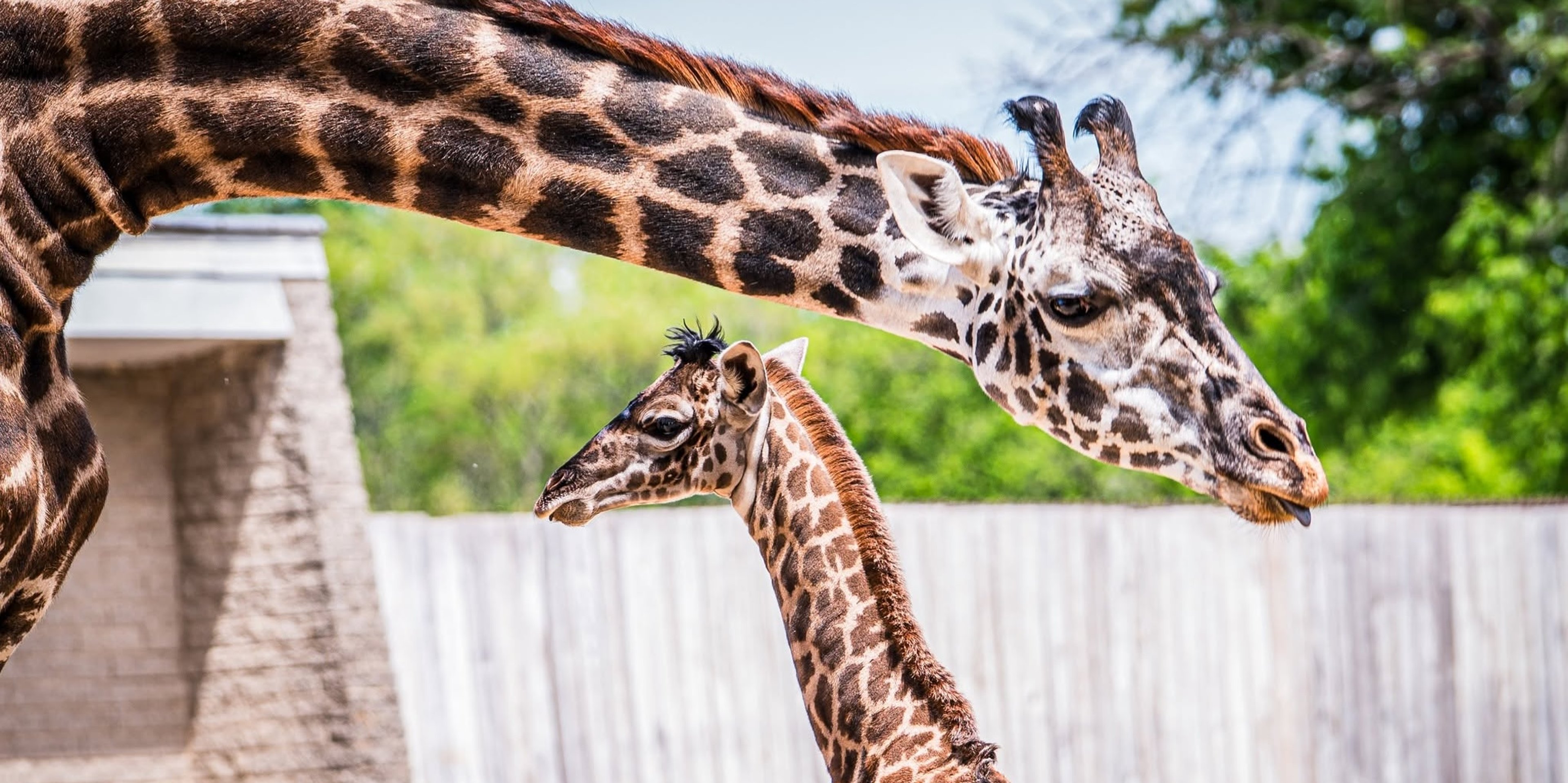 Image for Louisville Zoo