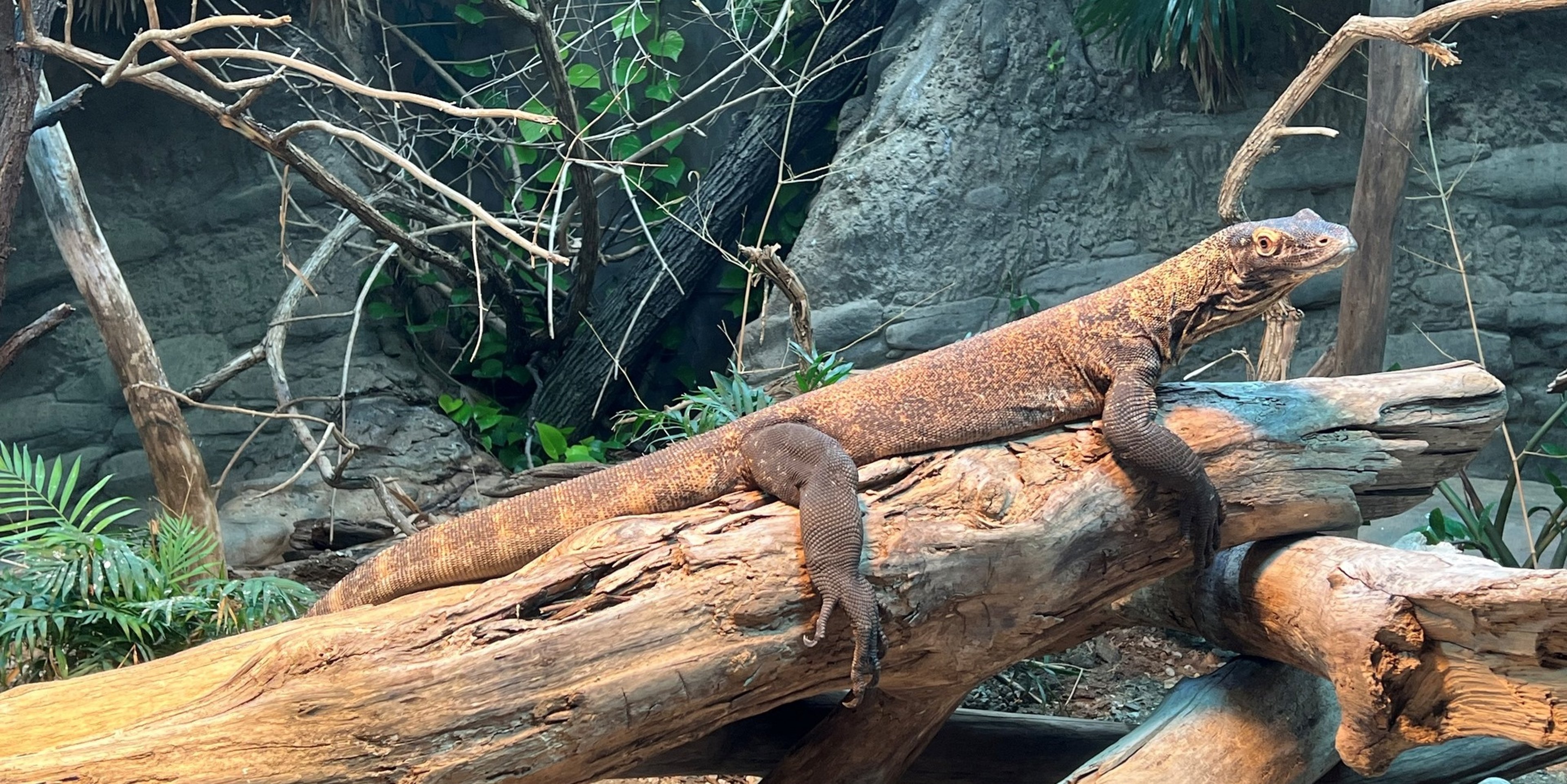 Image for Cincinnati Zoo & Botanical Garden