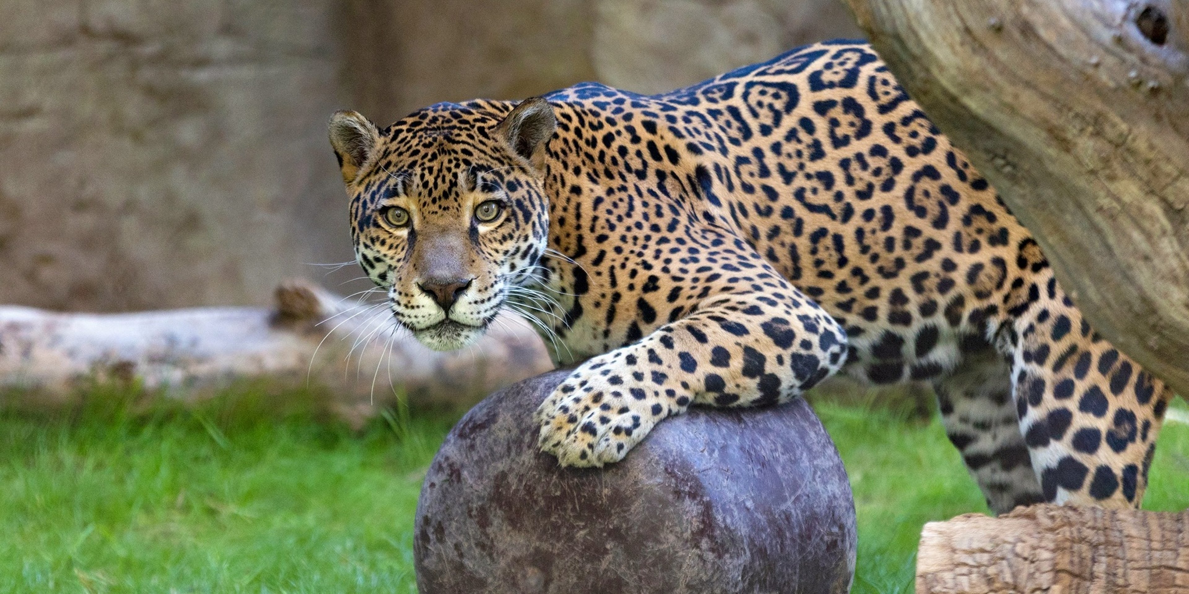 Image for Reid Park Zoo