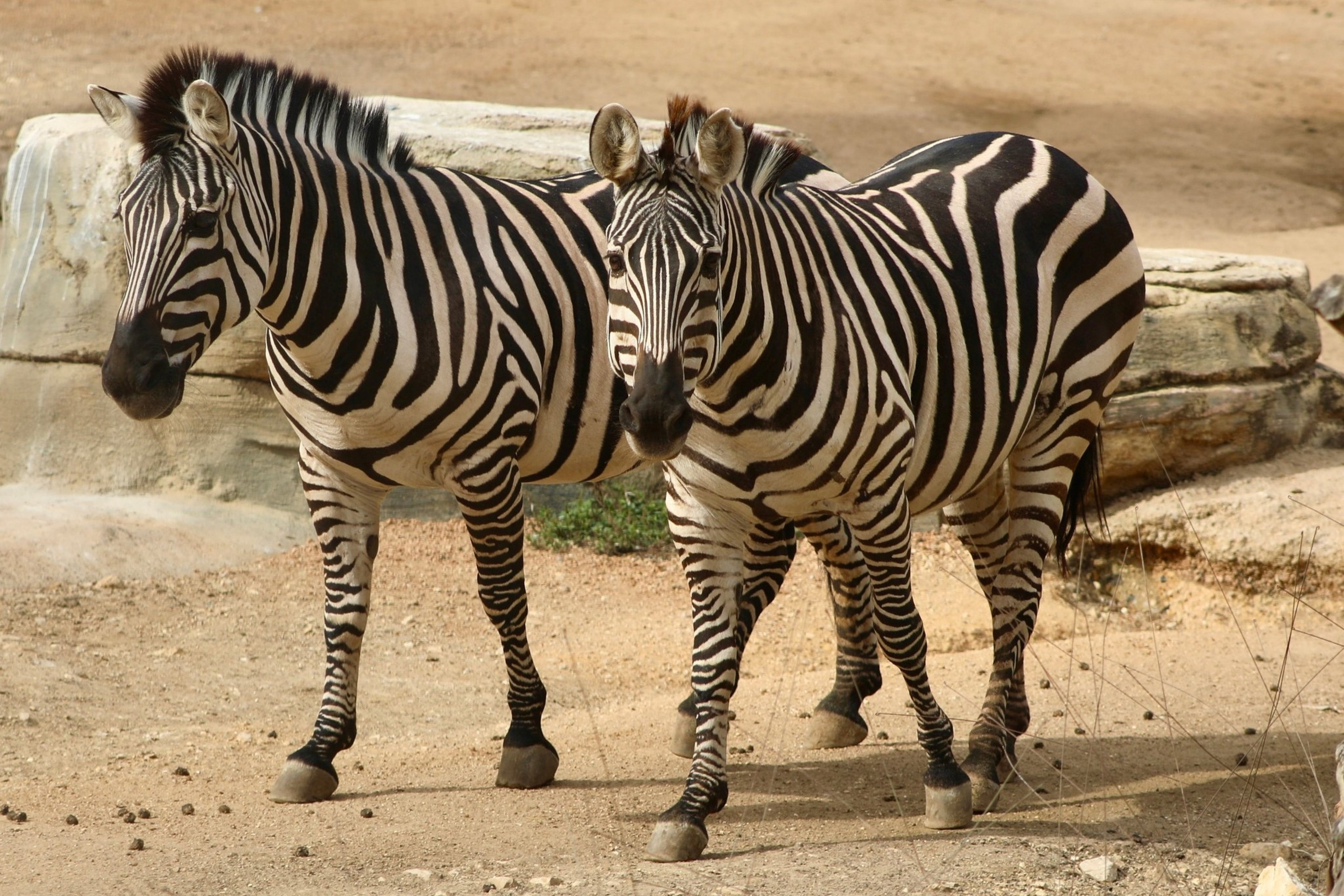 Image for San Antonio Zoo