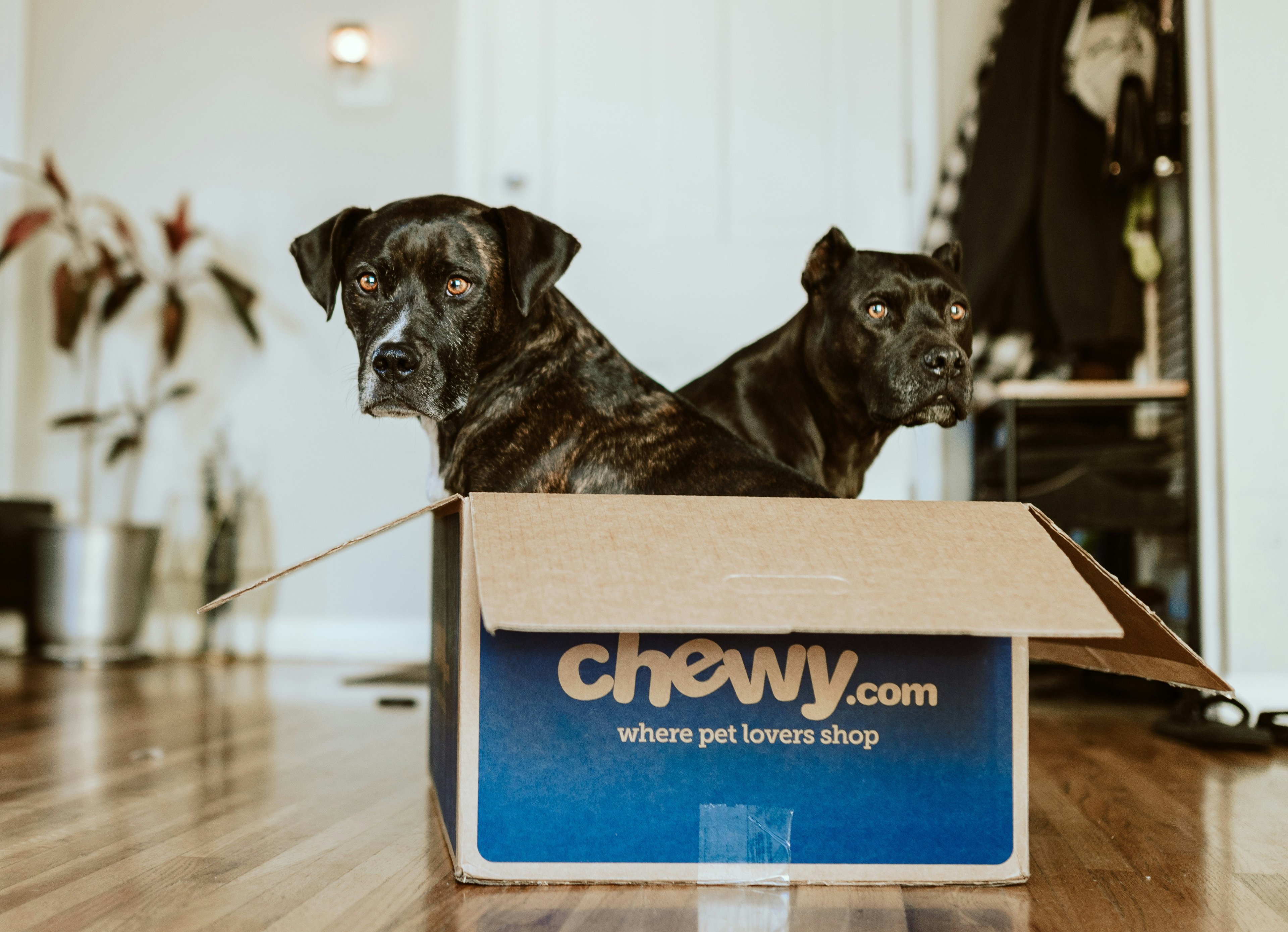 Cover photo for Chewy Donation Request