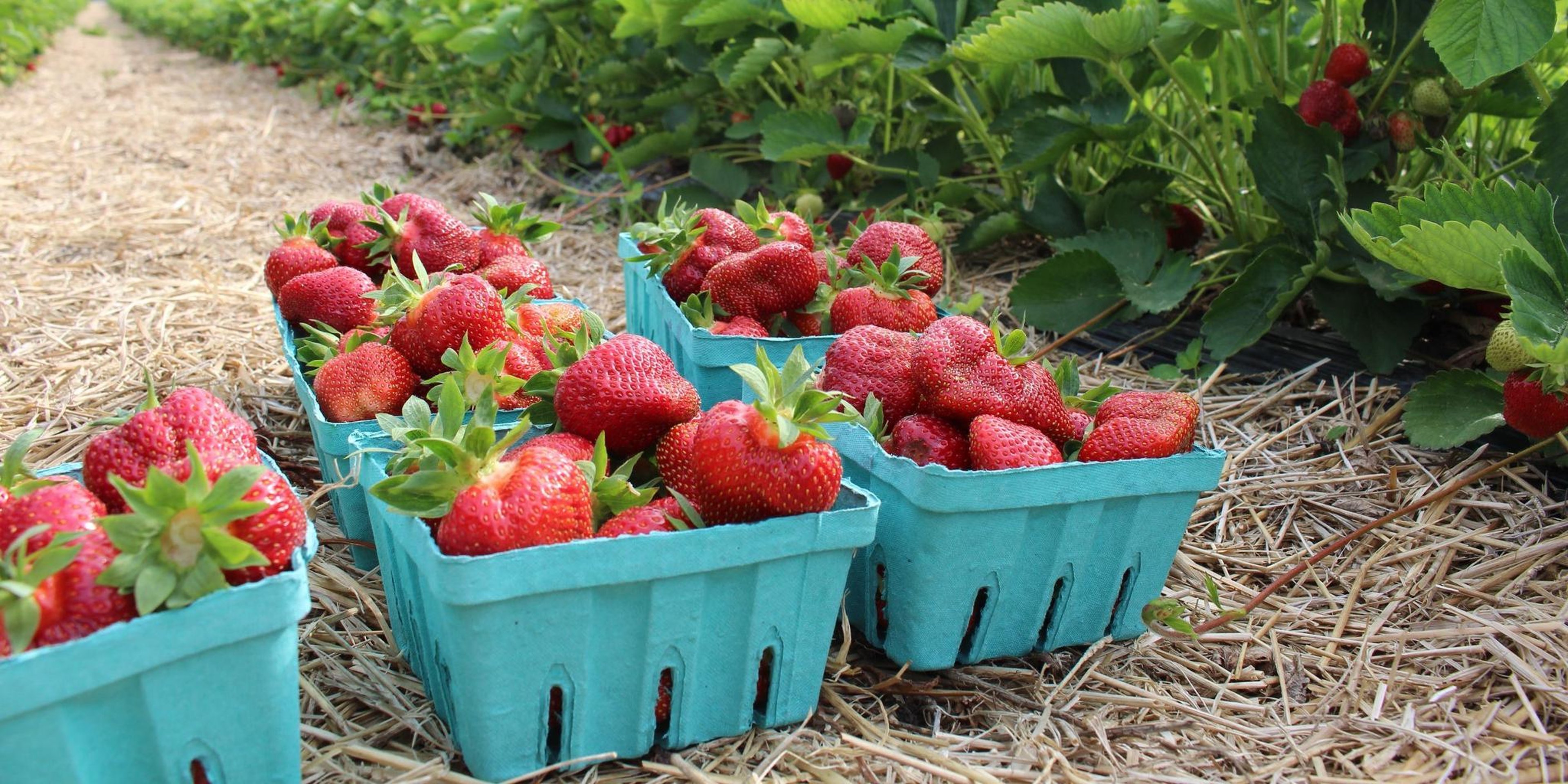 Image for Cider Hill Farm