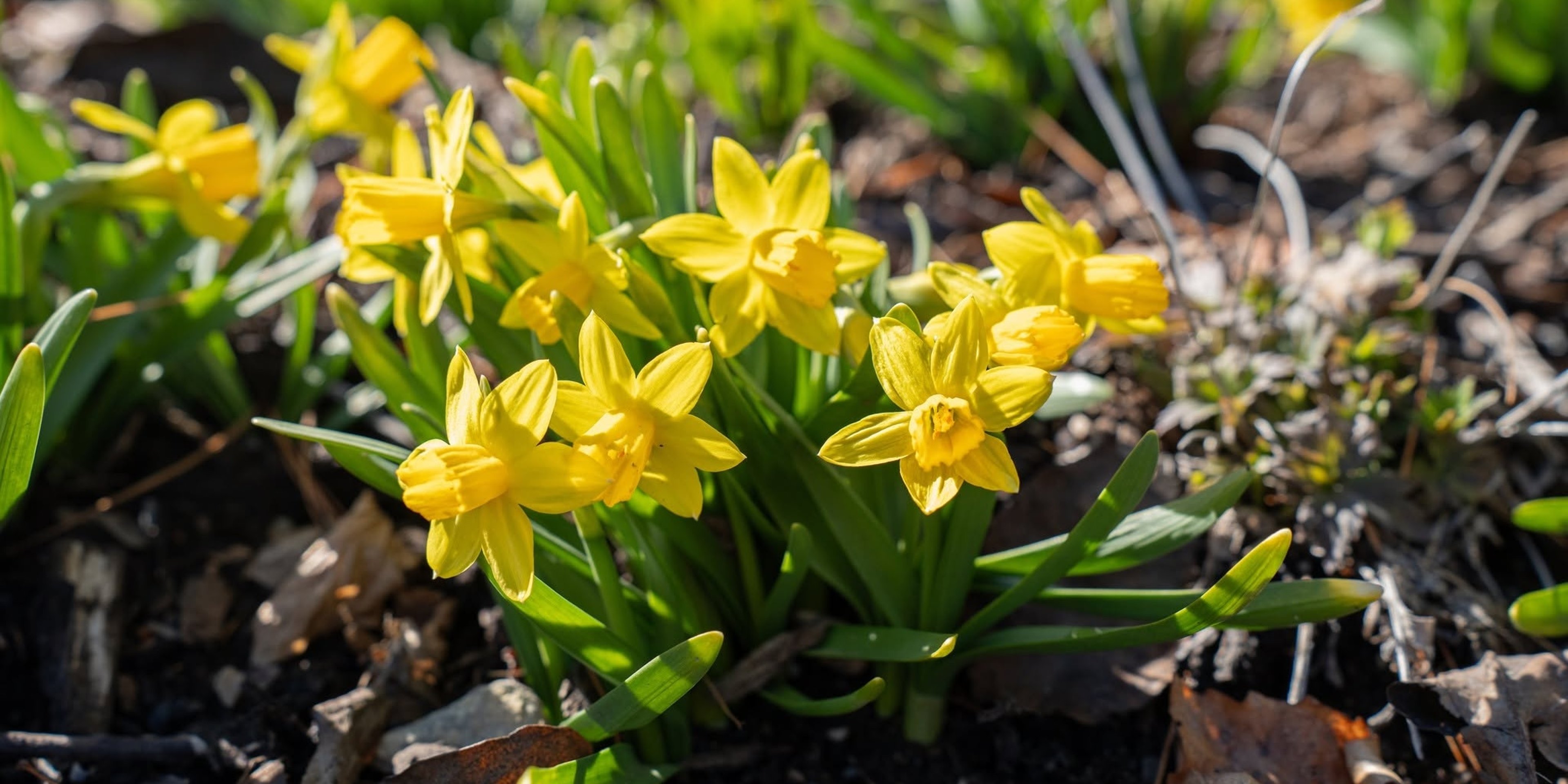 Image for Coastal Maine Botanical Gardens