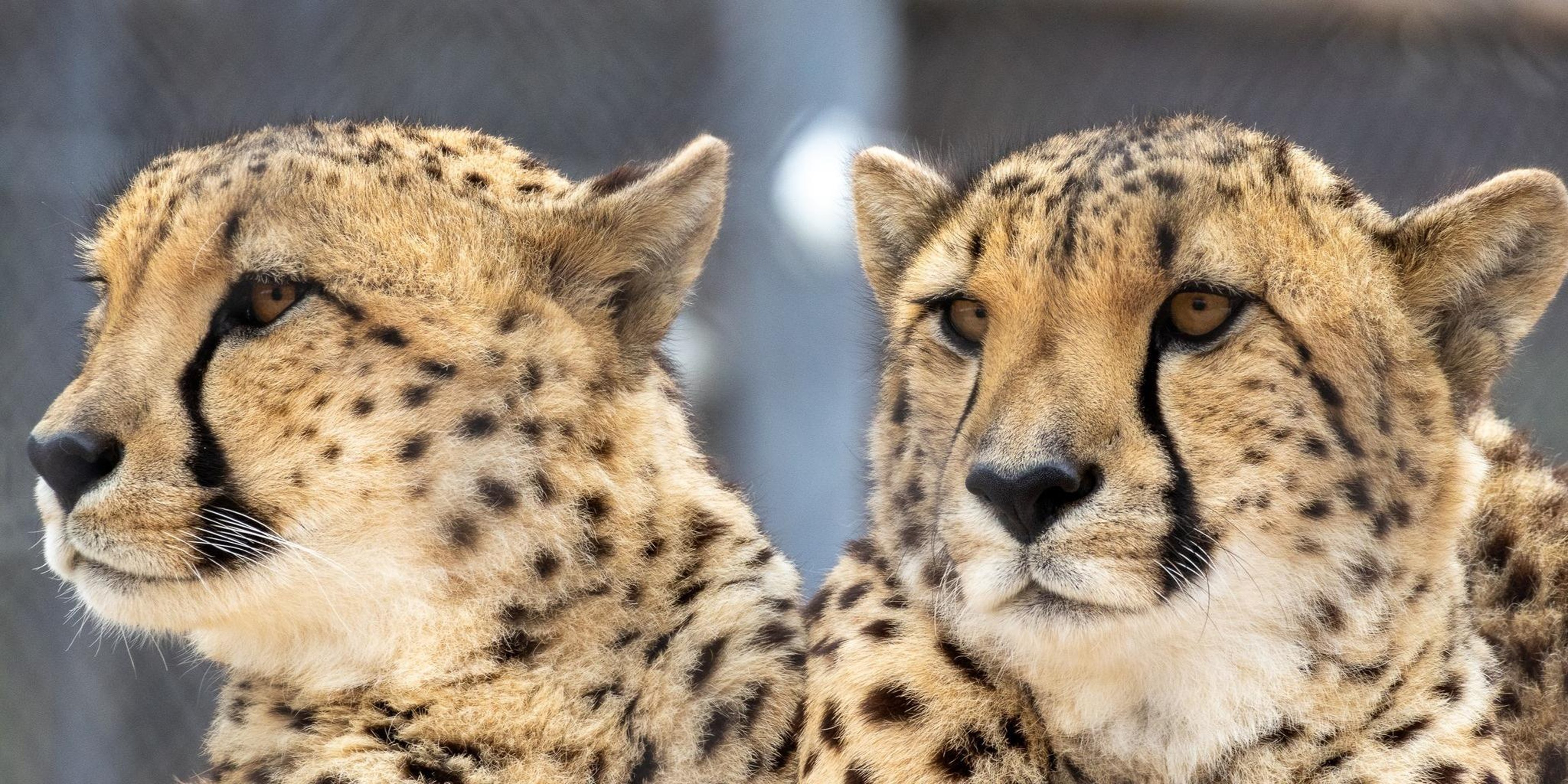 Image for Oklahoma City Zoo