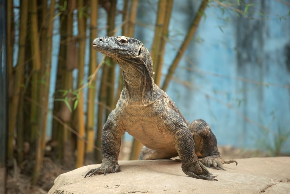 Jacksonville Zoo and Gardens Donation Request