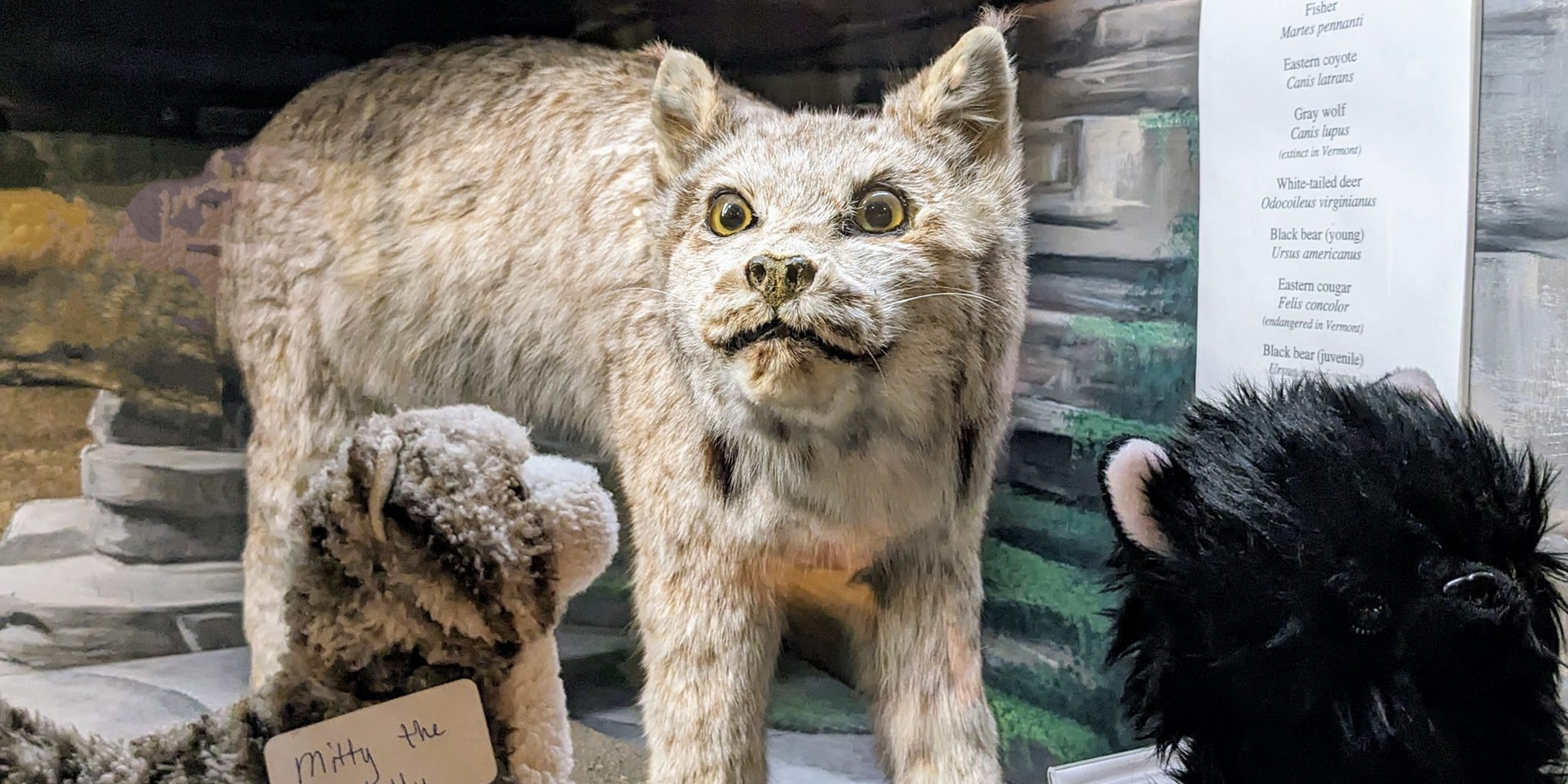 Image for Fairbanks Museum & Planetarium