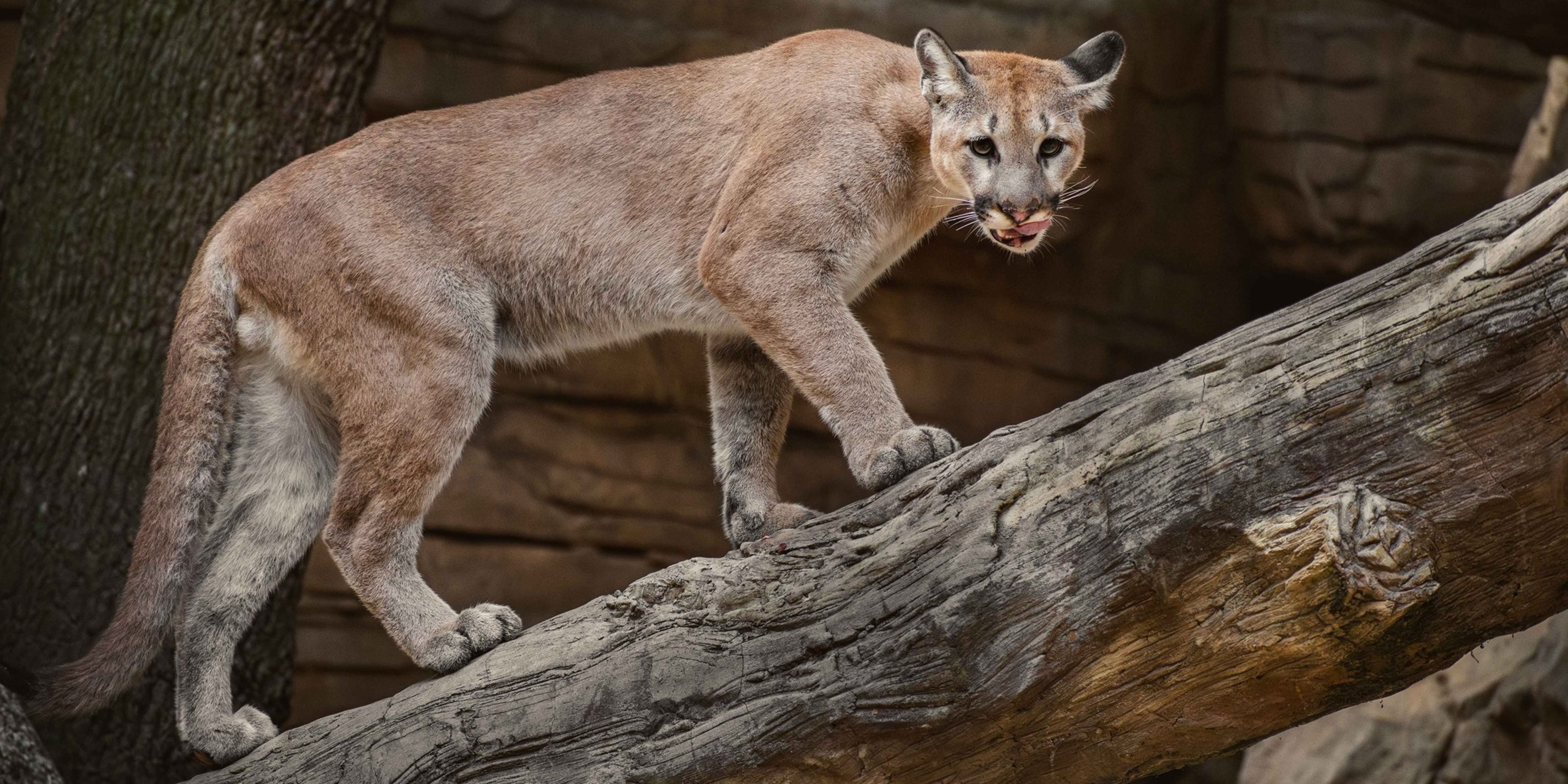 Image for Houston Zoo