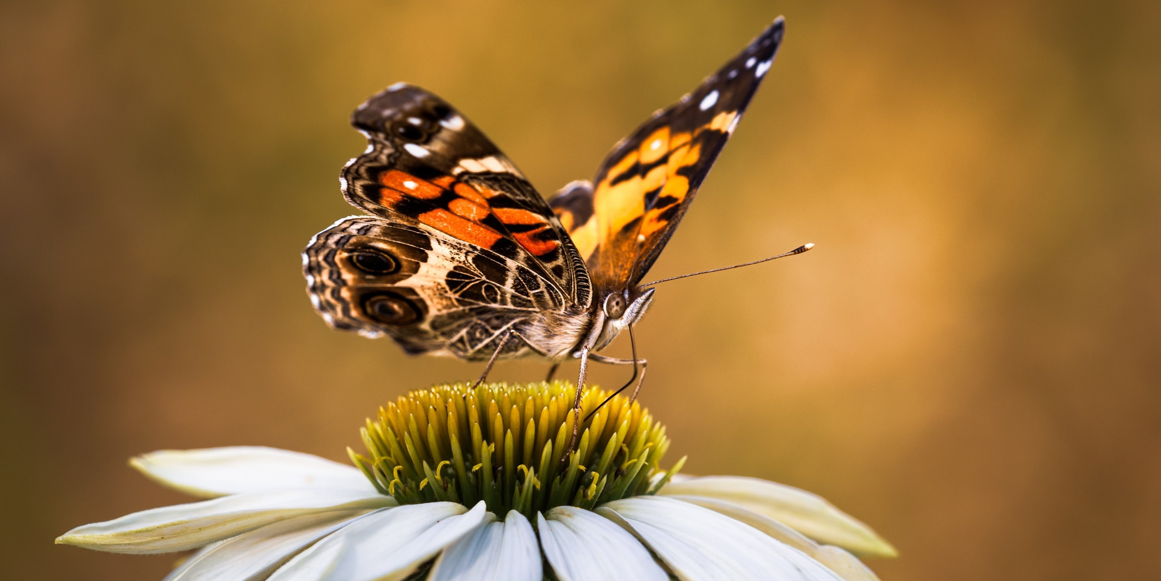 Image for Huntsville Botanical Garden