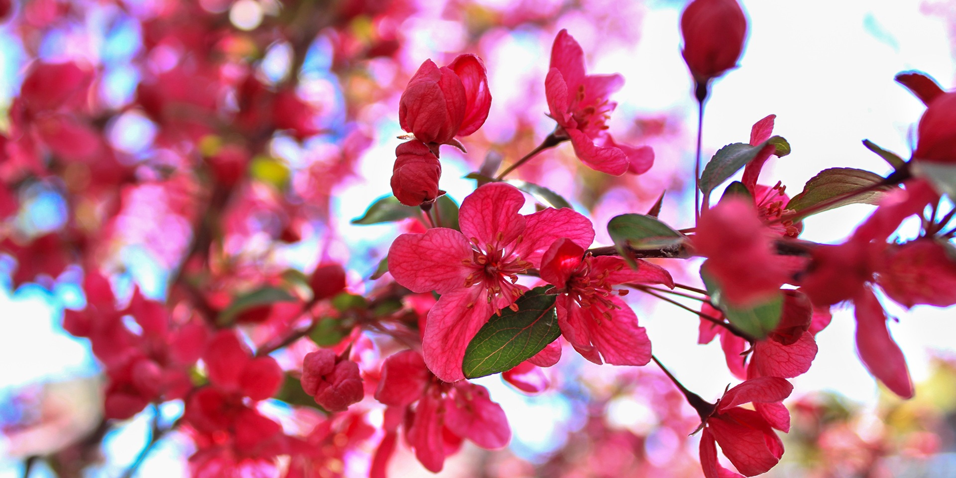 Image for Moana Nursery