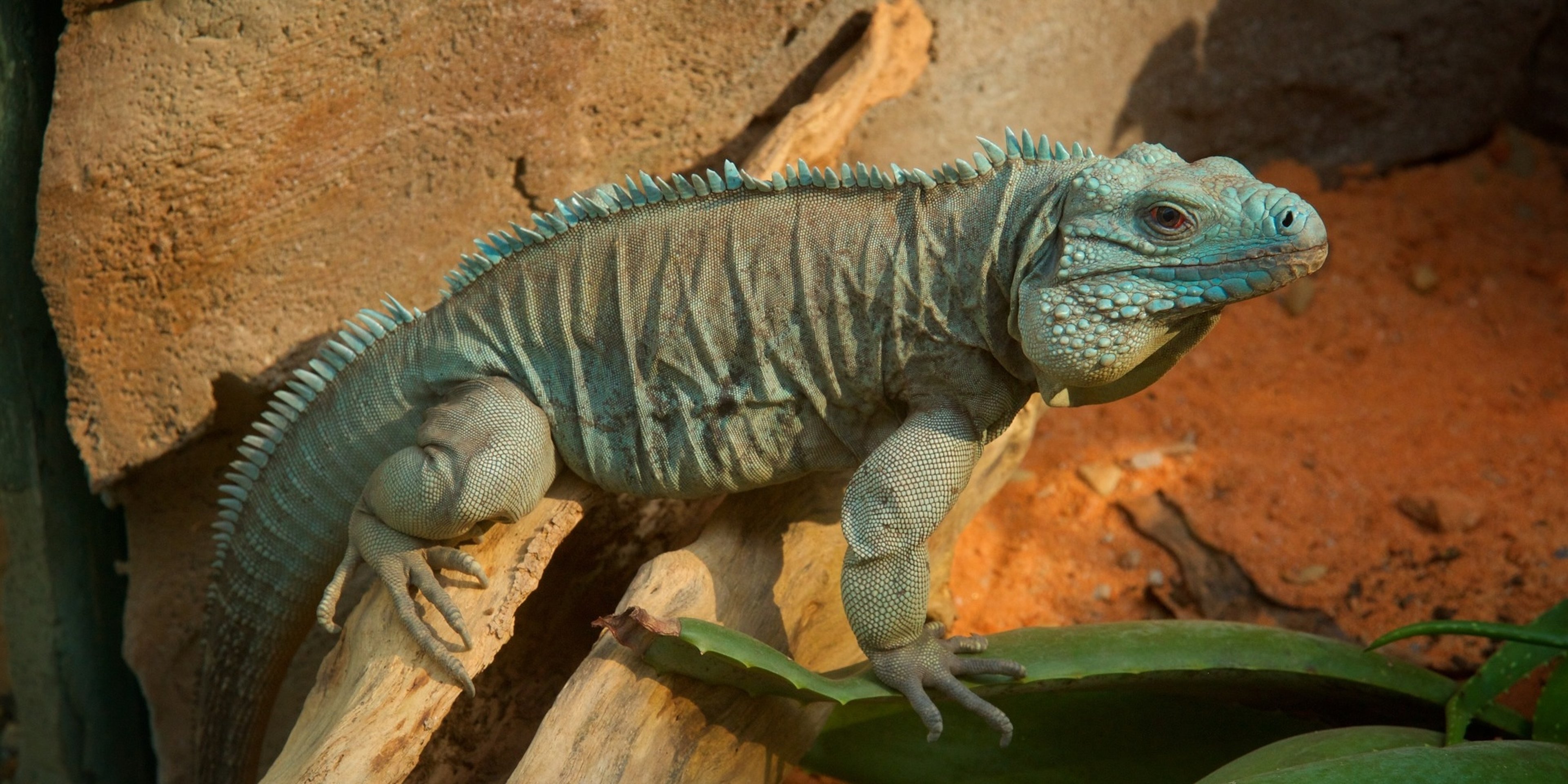 Image for Riverbanks Zoo & Garden