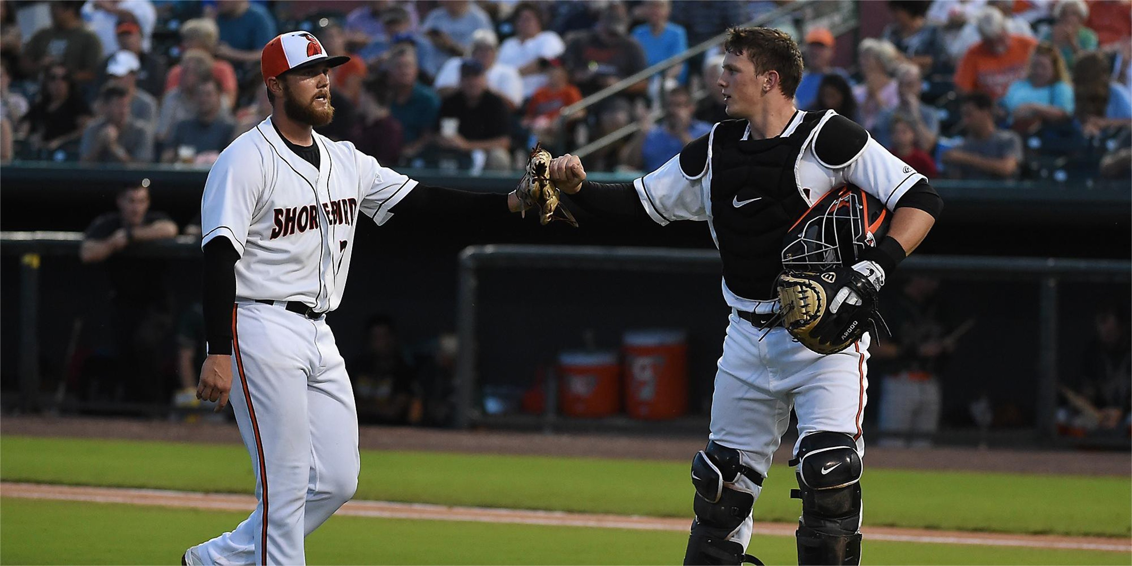 Image for Delmarva Shorebirds