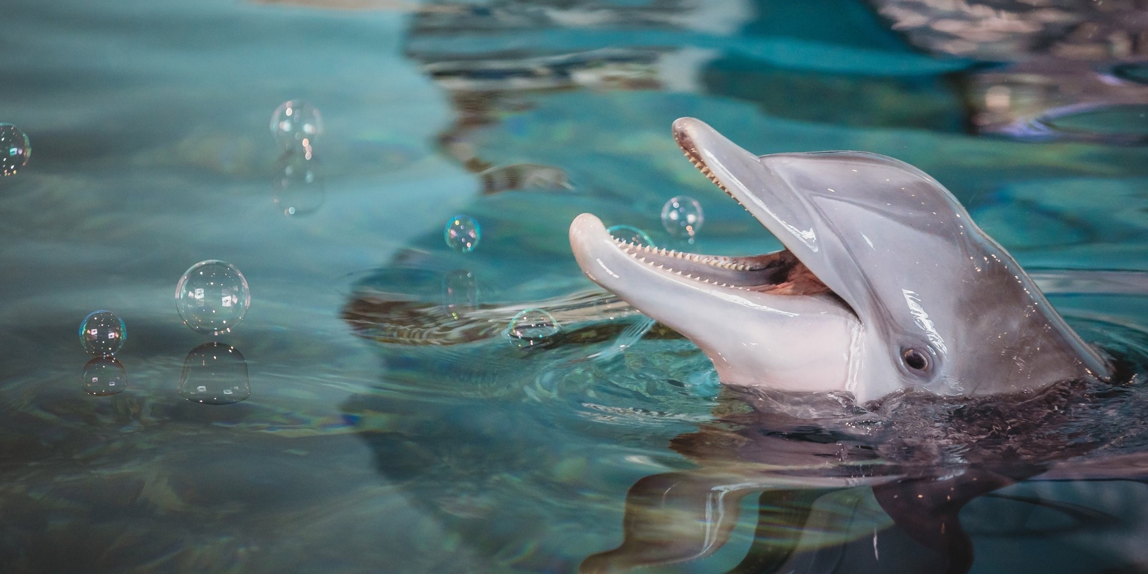 Image for Clearwater Marine Aquarium