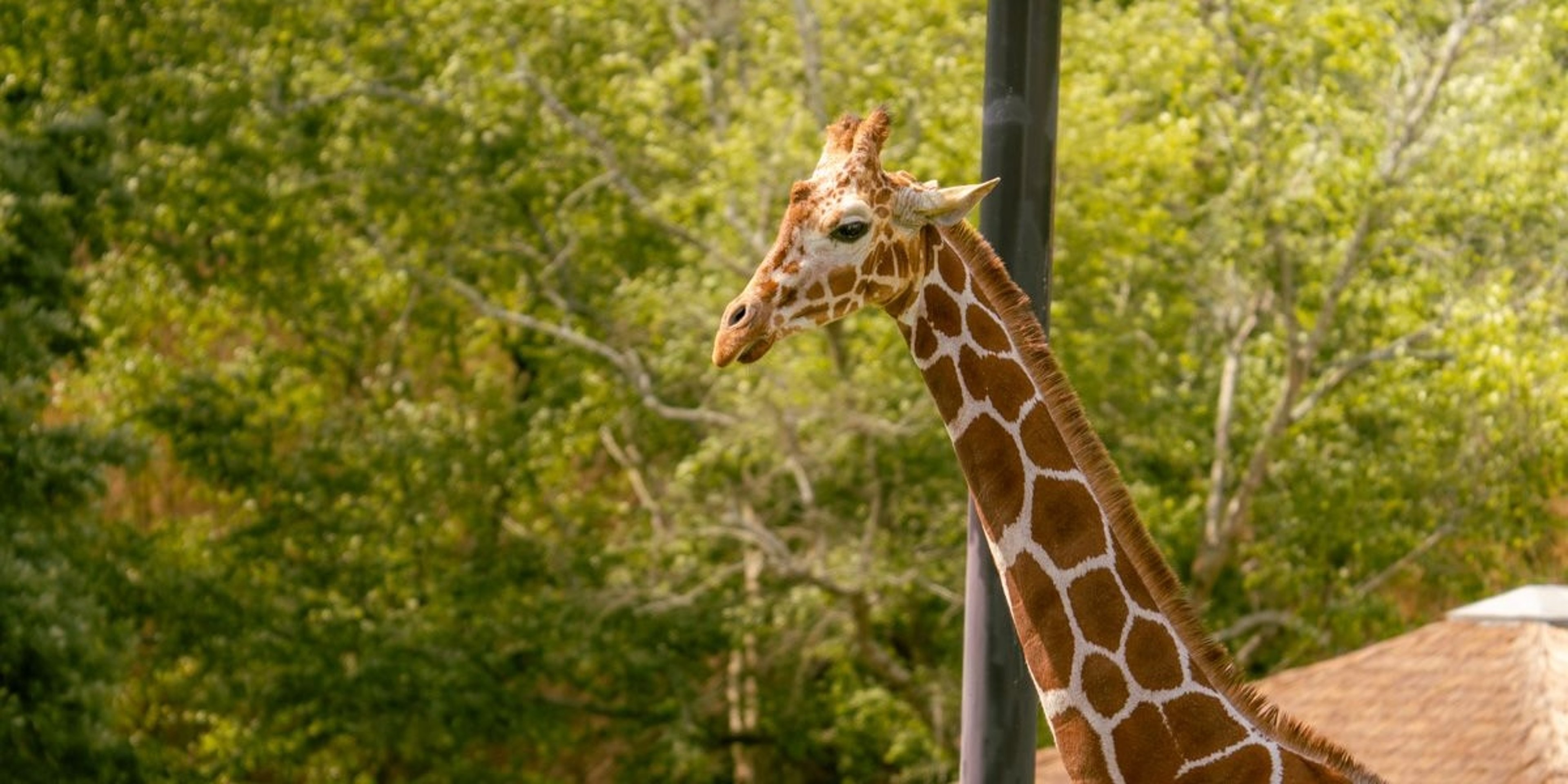 Image for BREC's Baton Rouge Zoo 