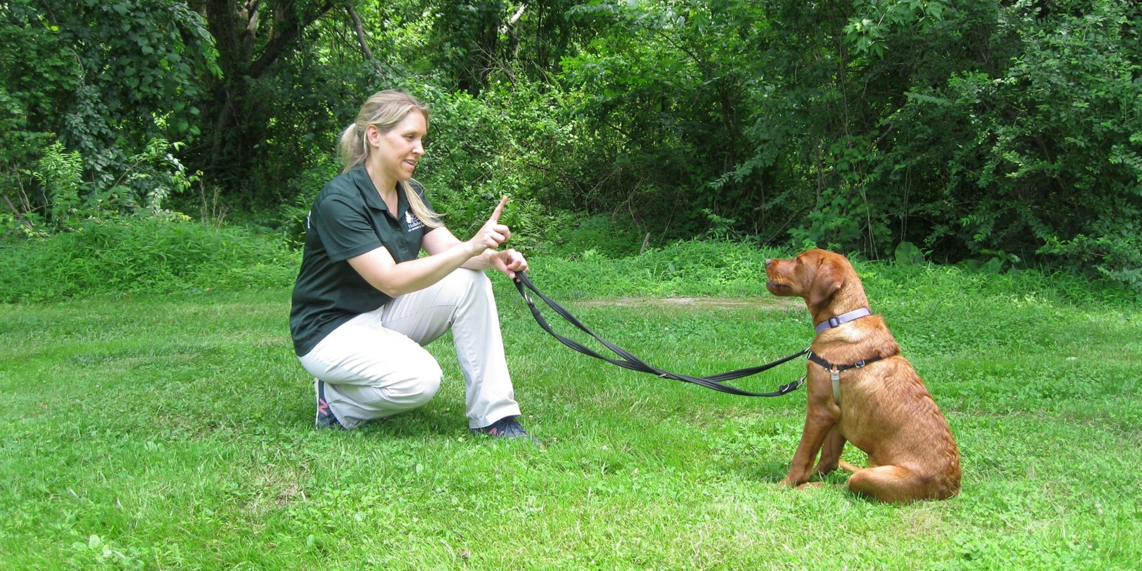 Image for Holiday House Pet Resort & Training Center