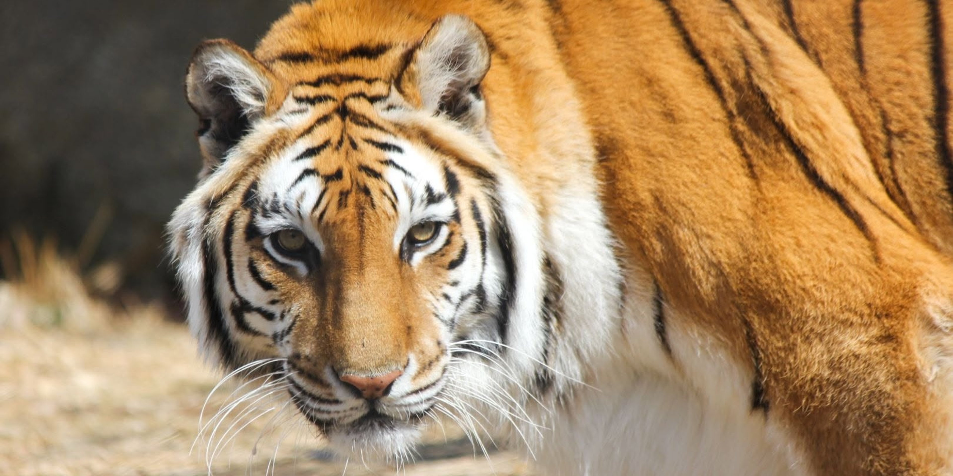 Image for Southwick's Zoo