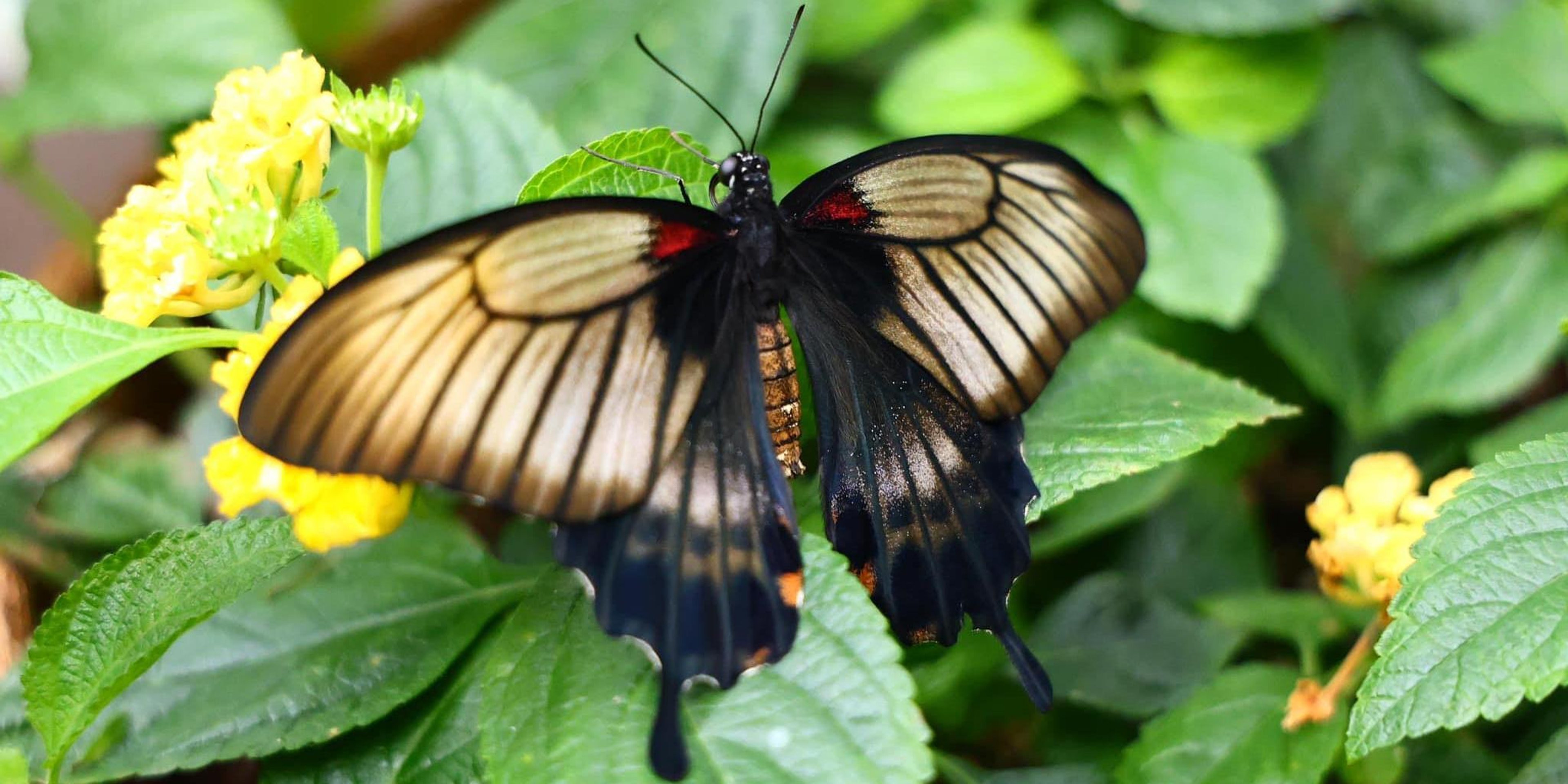 Image for Franklin Park Conservatory and Botanical Gardens