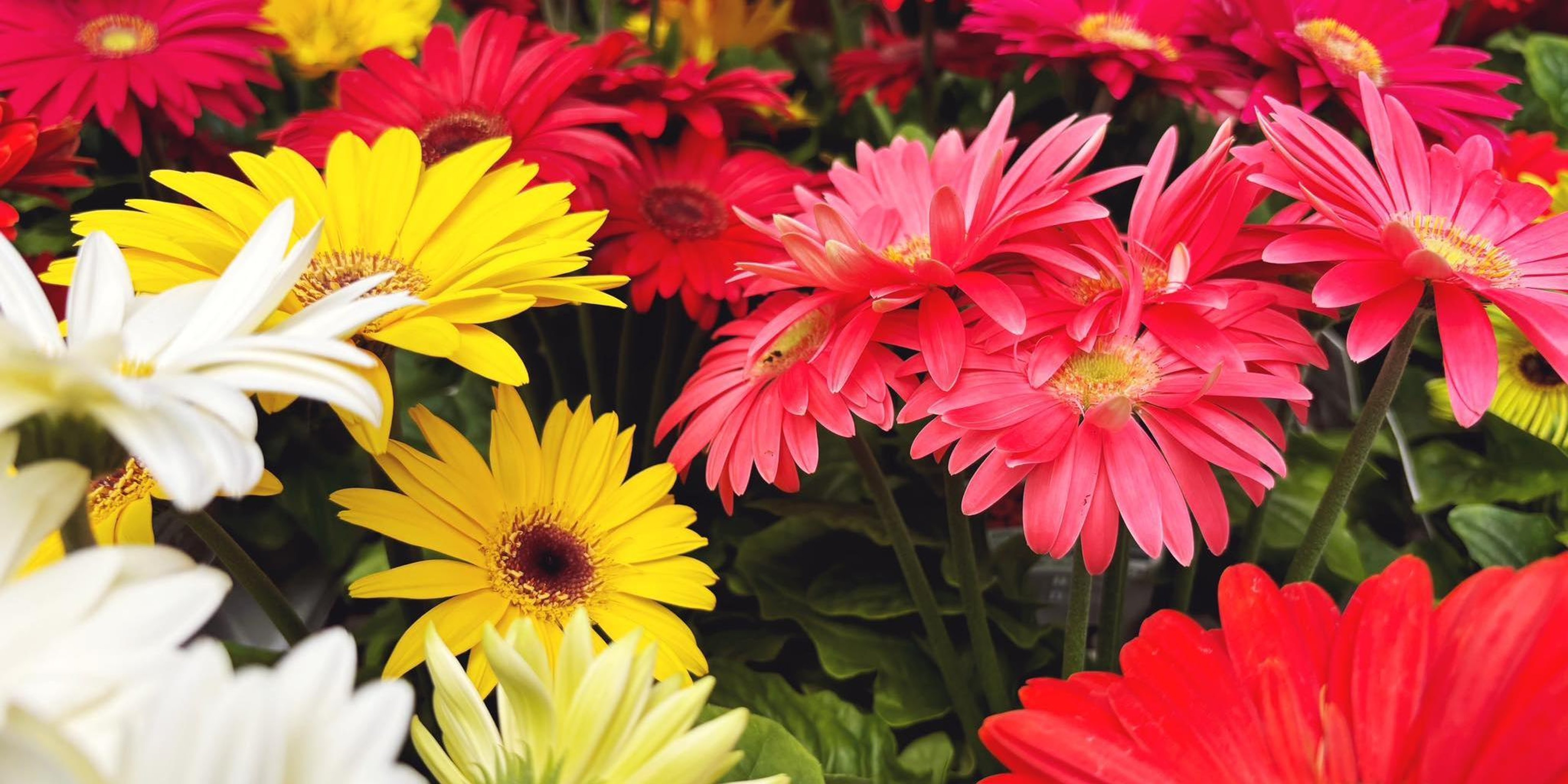 Image for Wagners Garden Center