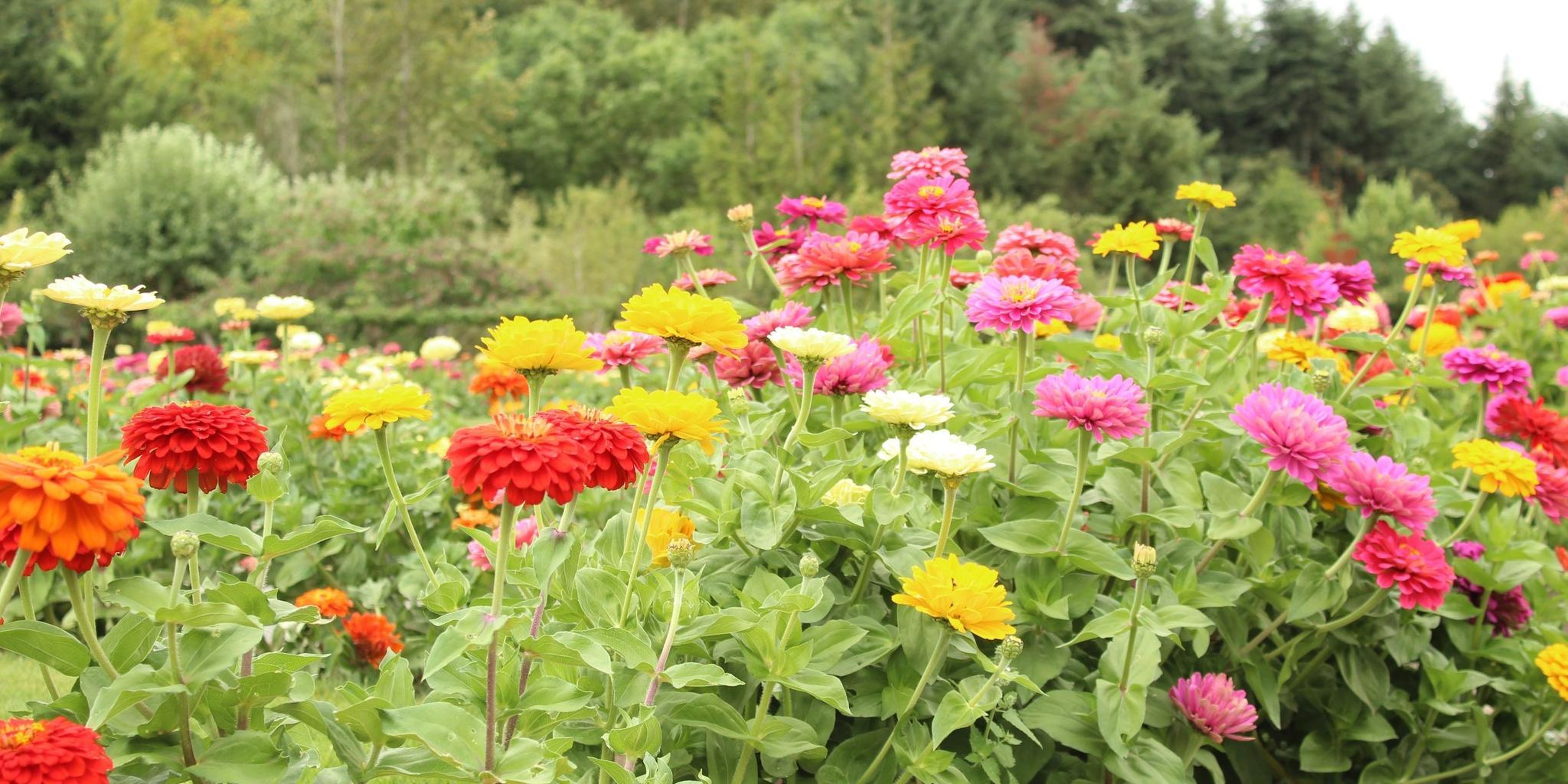 Image for Oregon Garden