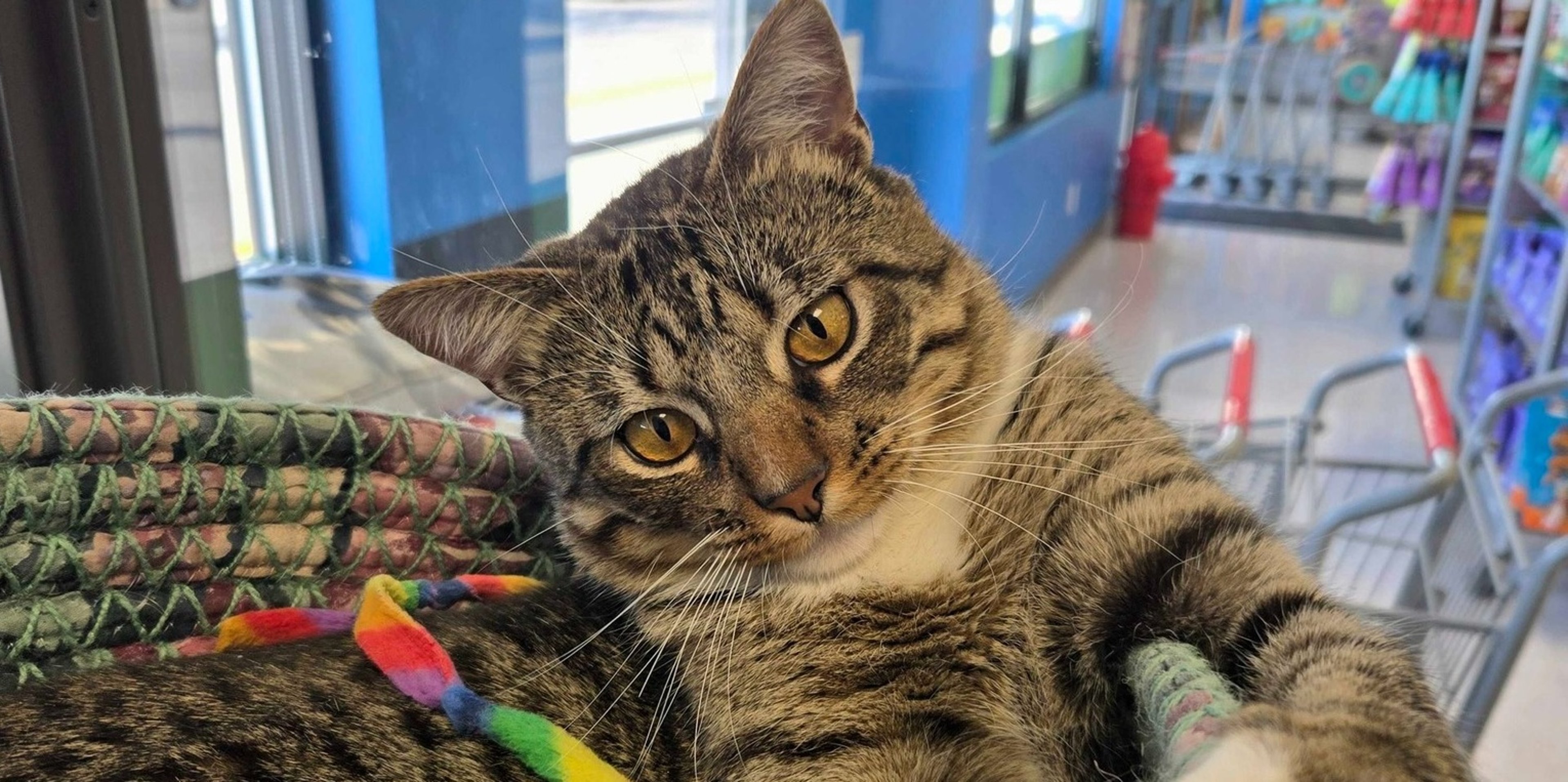 Image for Natural Pet Center