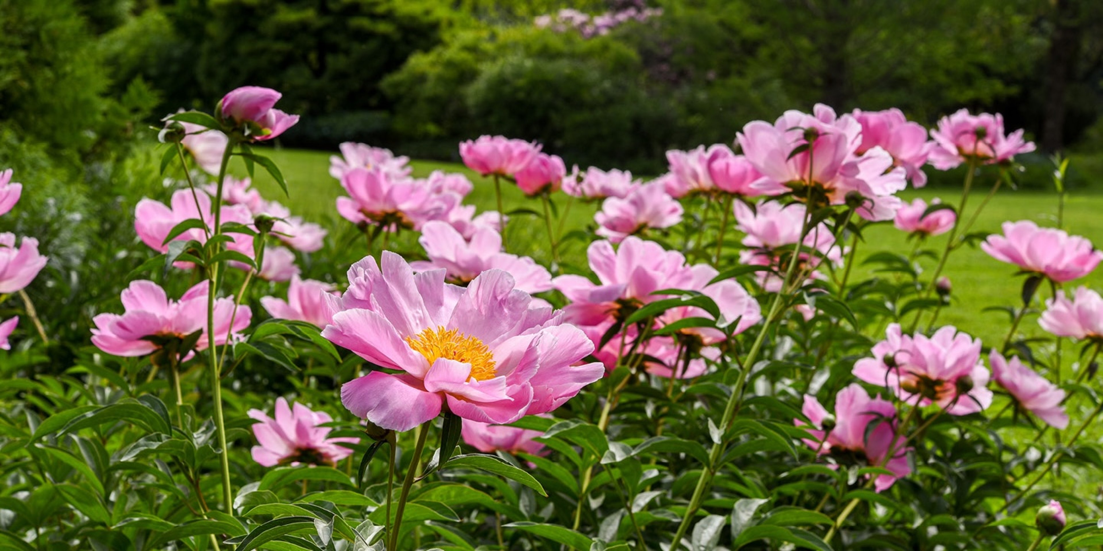 Image for New England Botanic Garden at Tower Hill