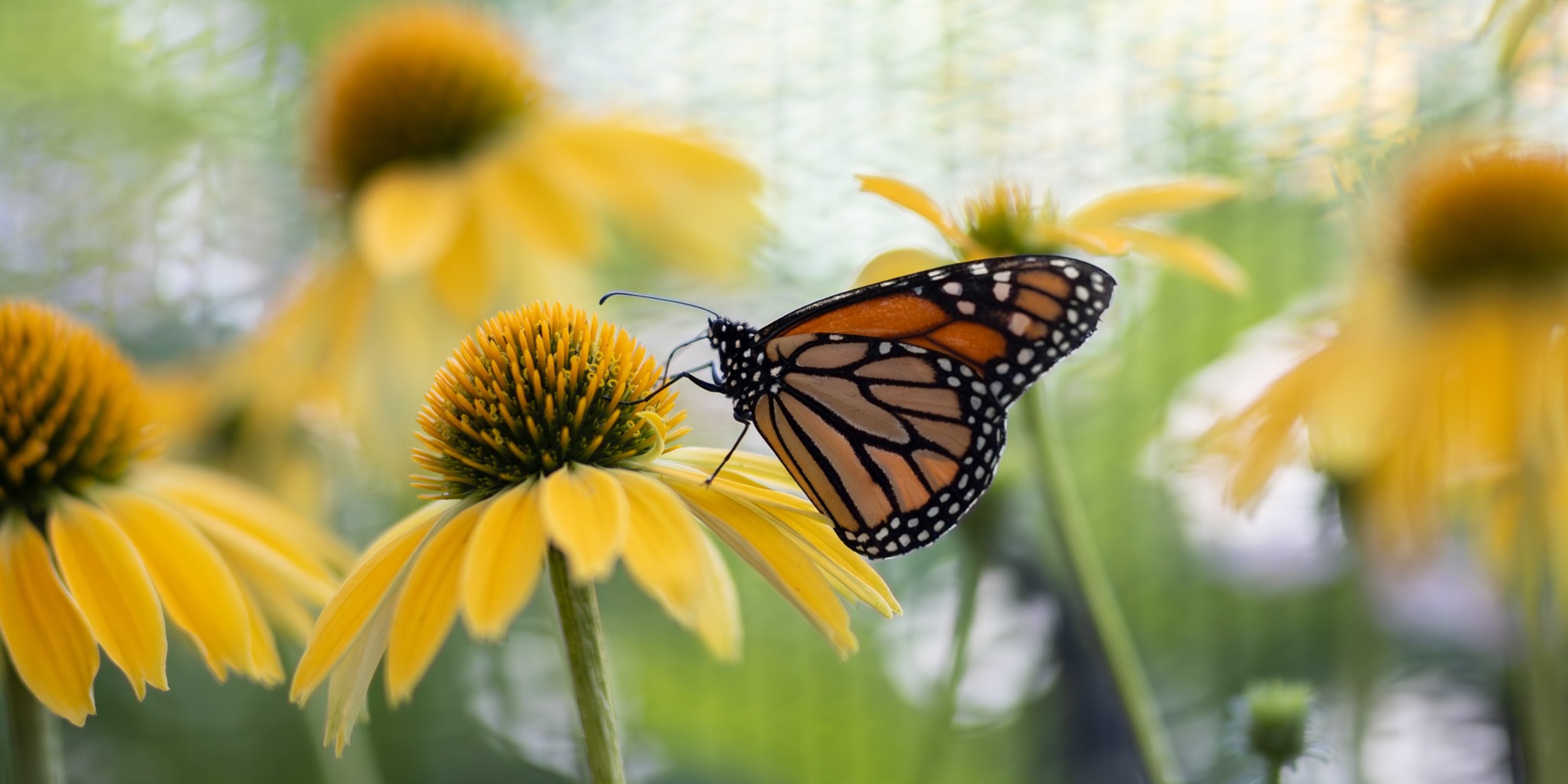 Image for McDonald Garden Center