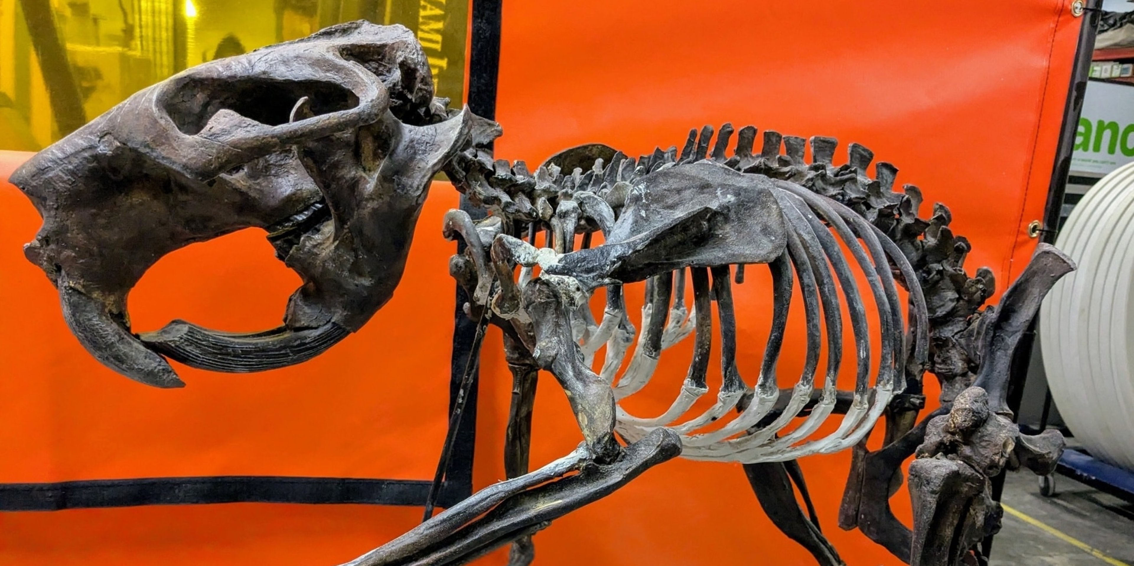 Image for Dayton Society of Natural History