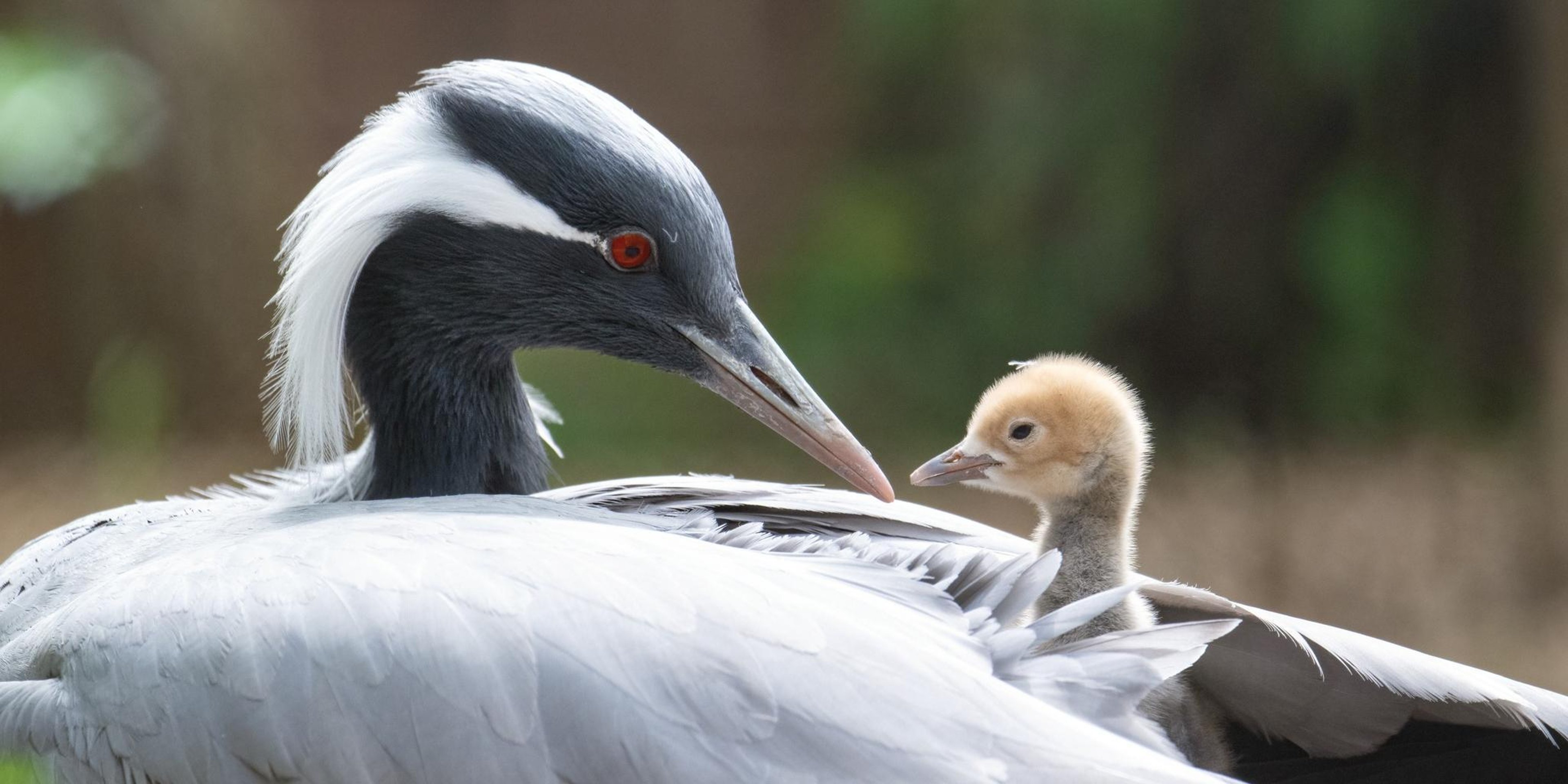 Image for National Aviary