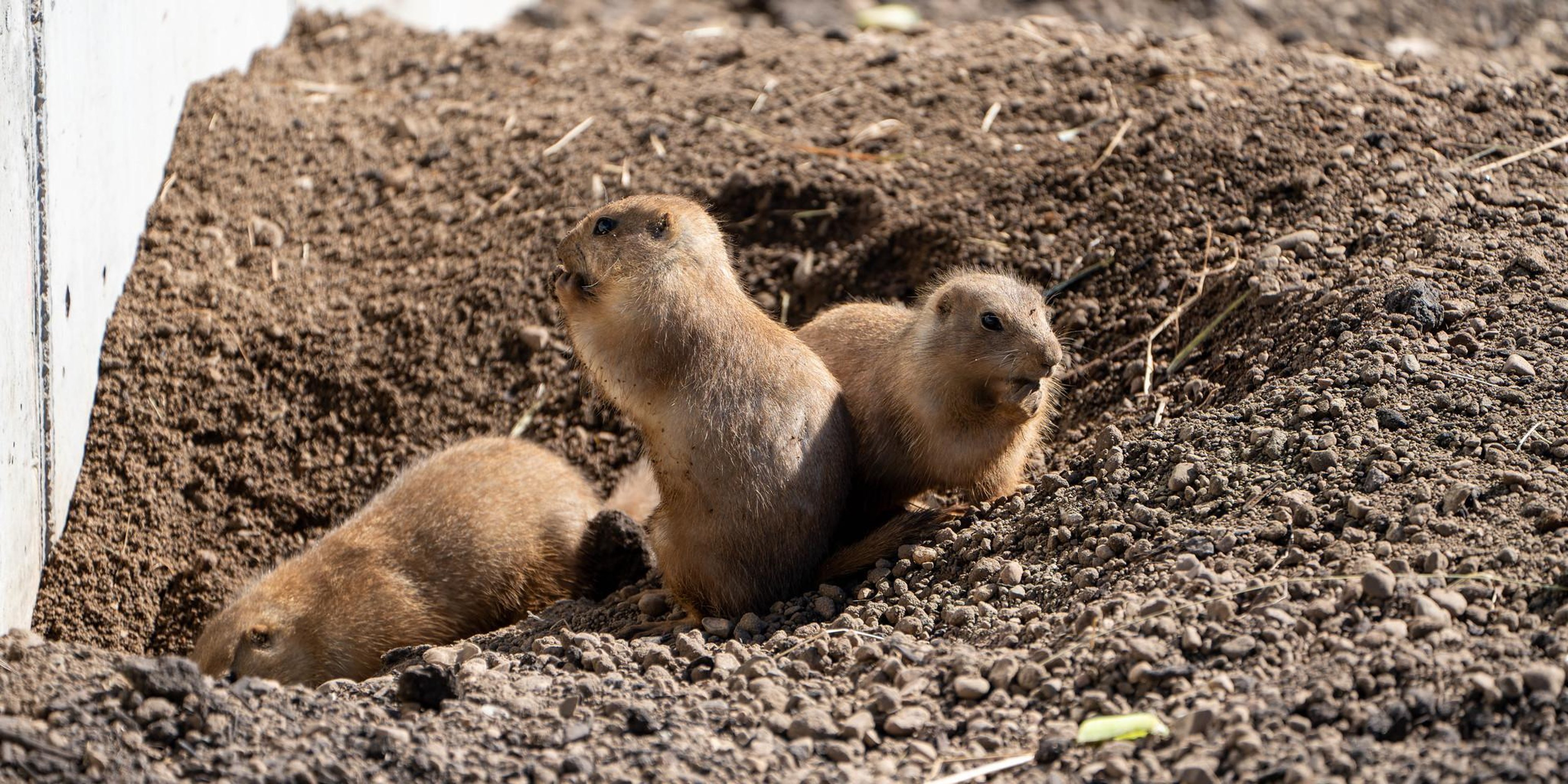 Image for Minnesota Zoo