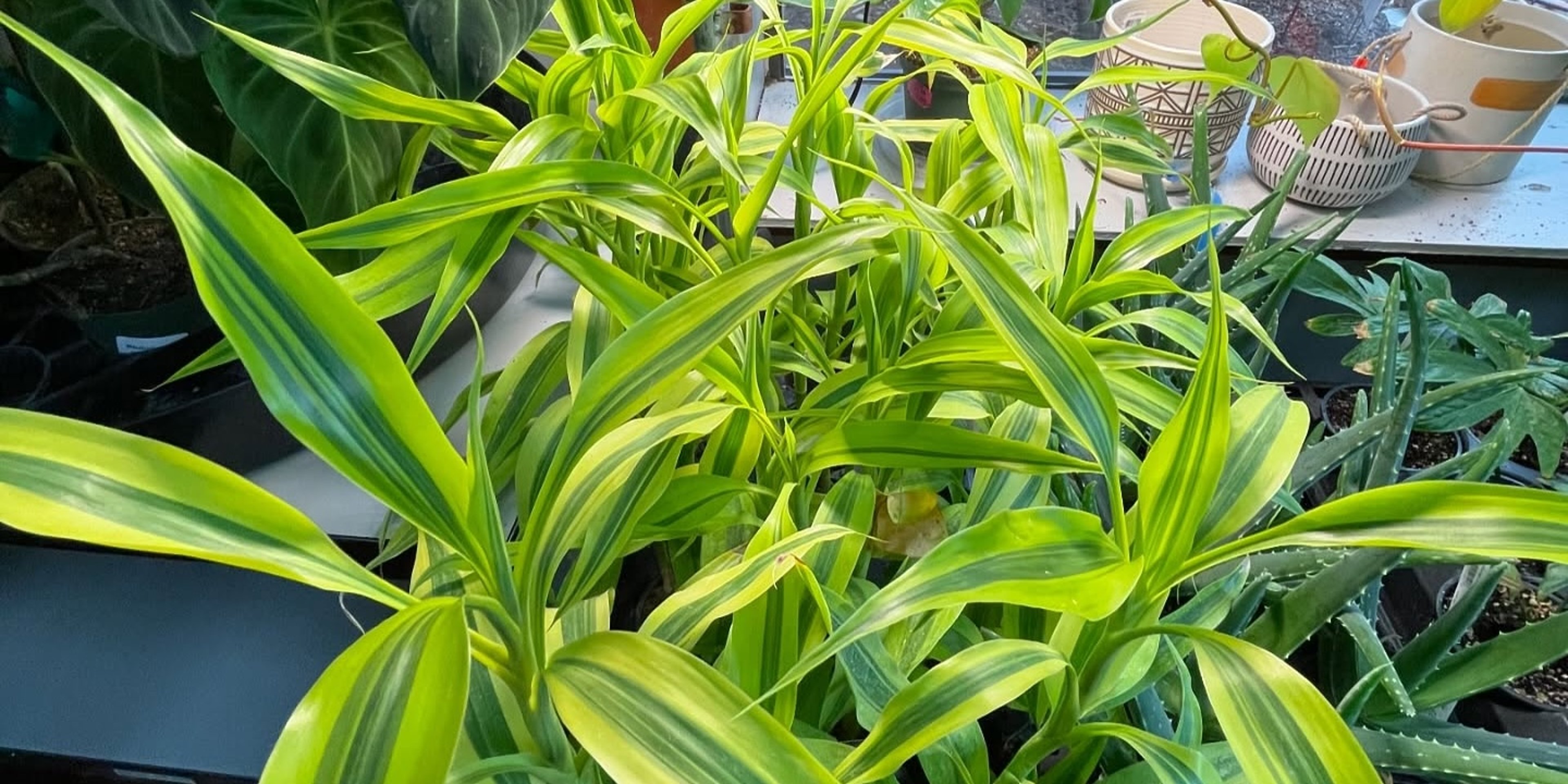 Image for Glover Nursery