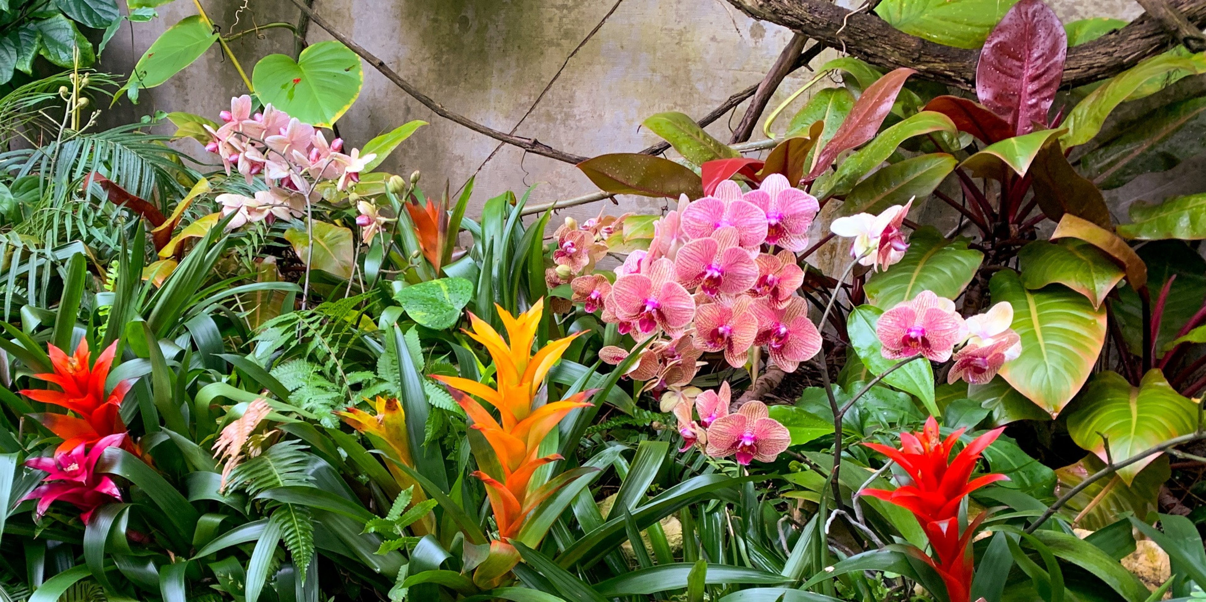 Image for San Antonio Botanical Garden