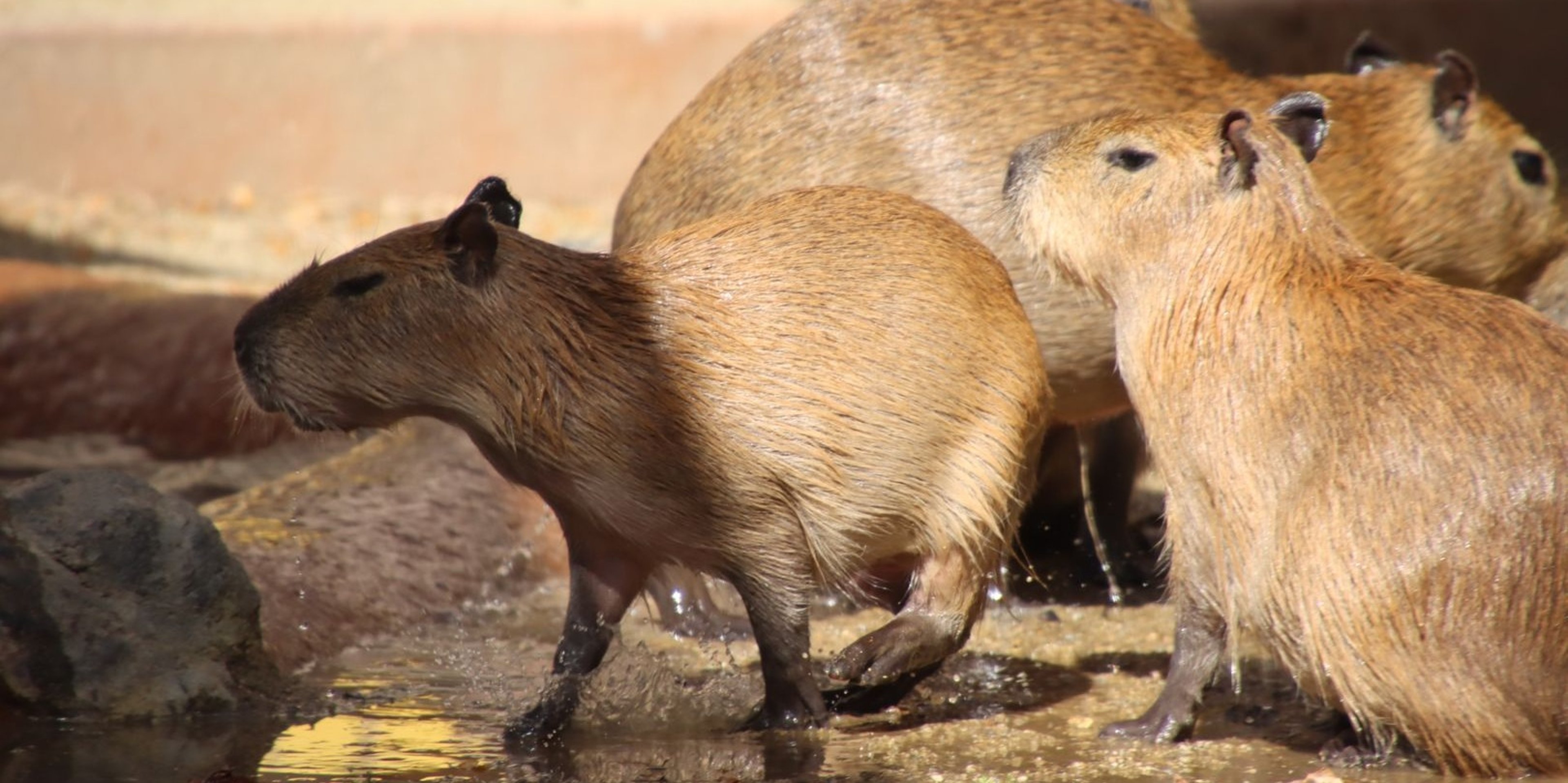 Image for Sacramento Zoo