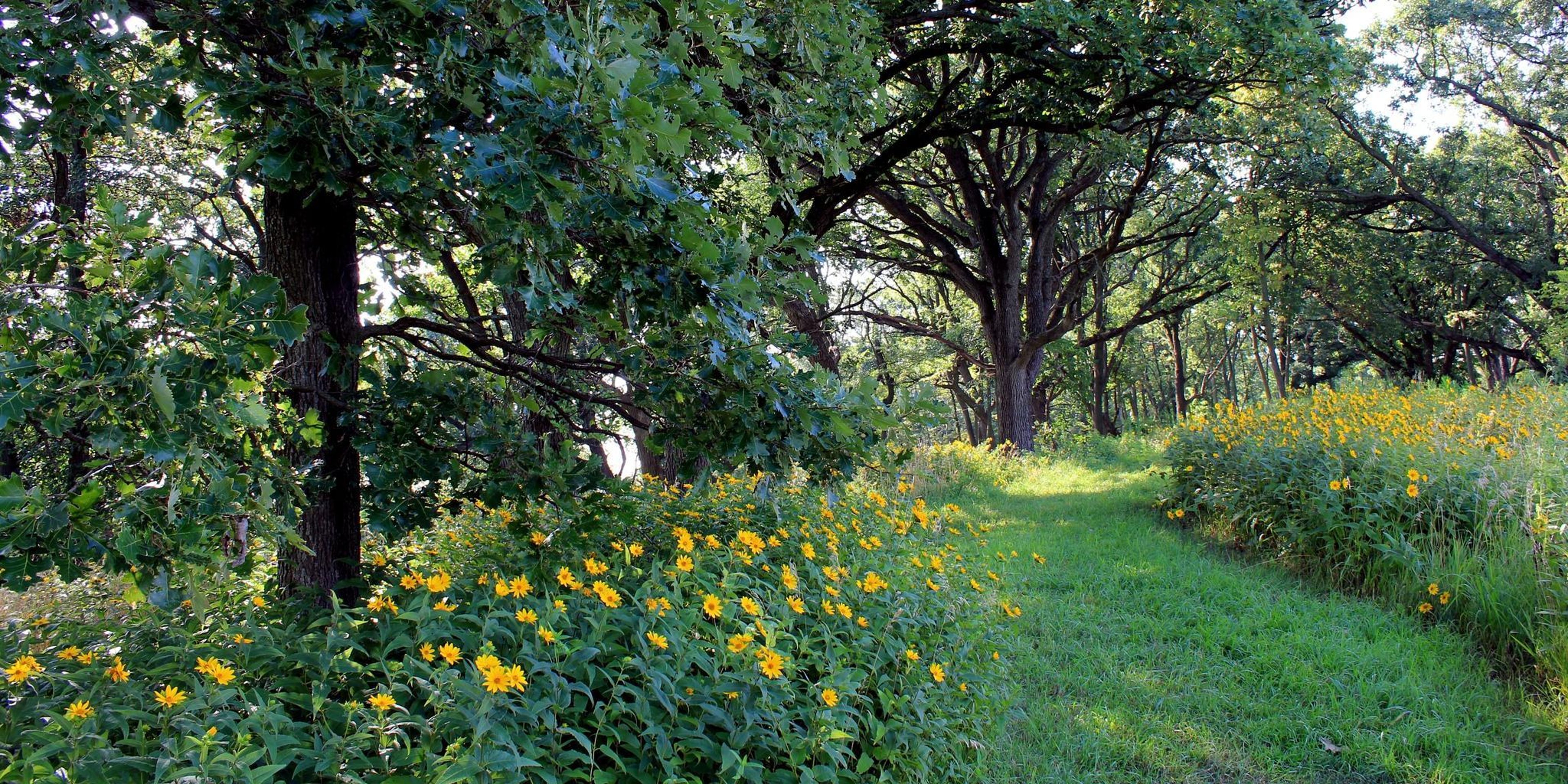 Image for Fontenelle Forest