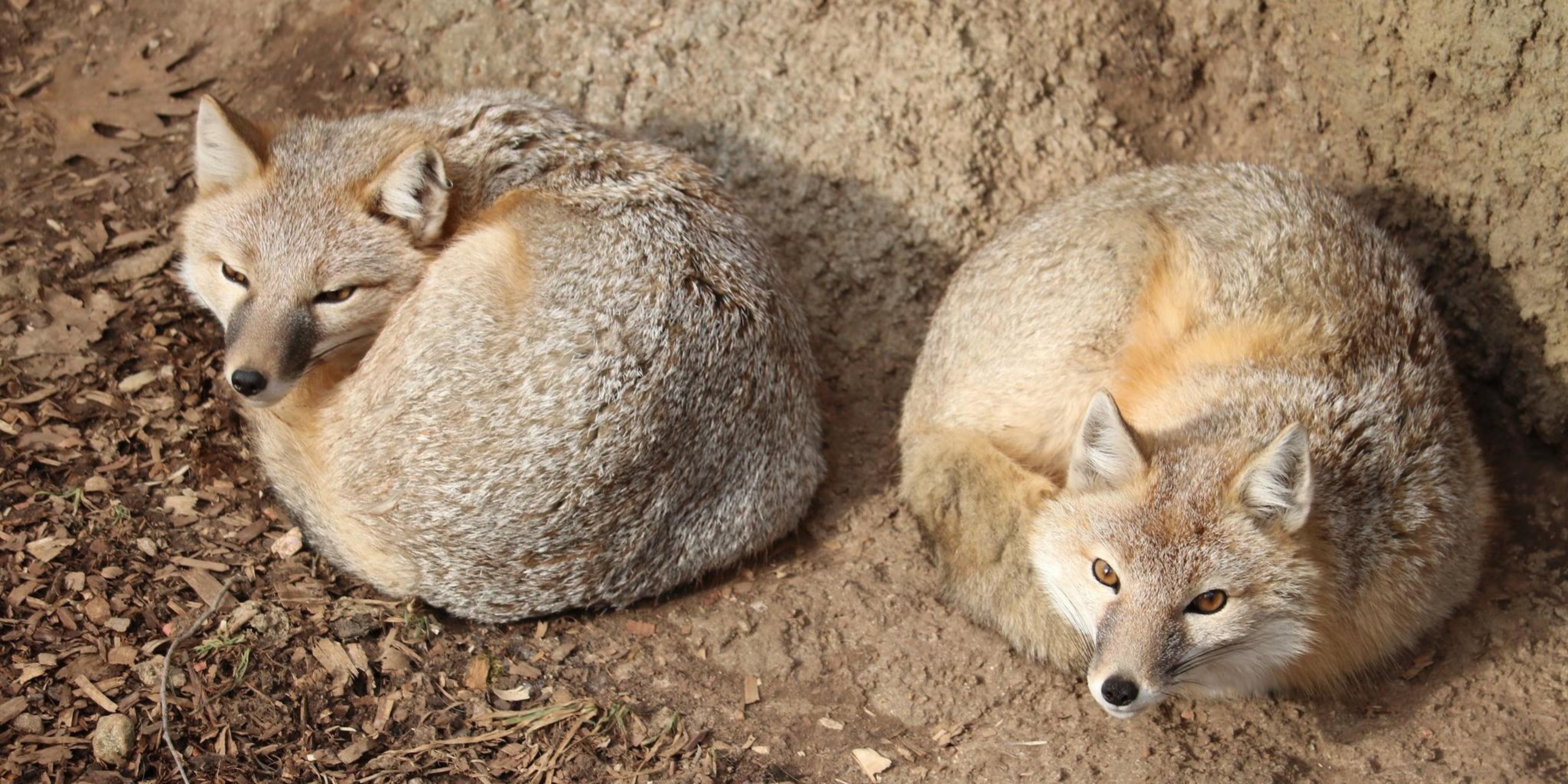 Image for Dickerson Park Zoo