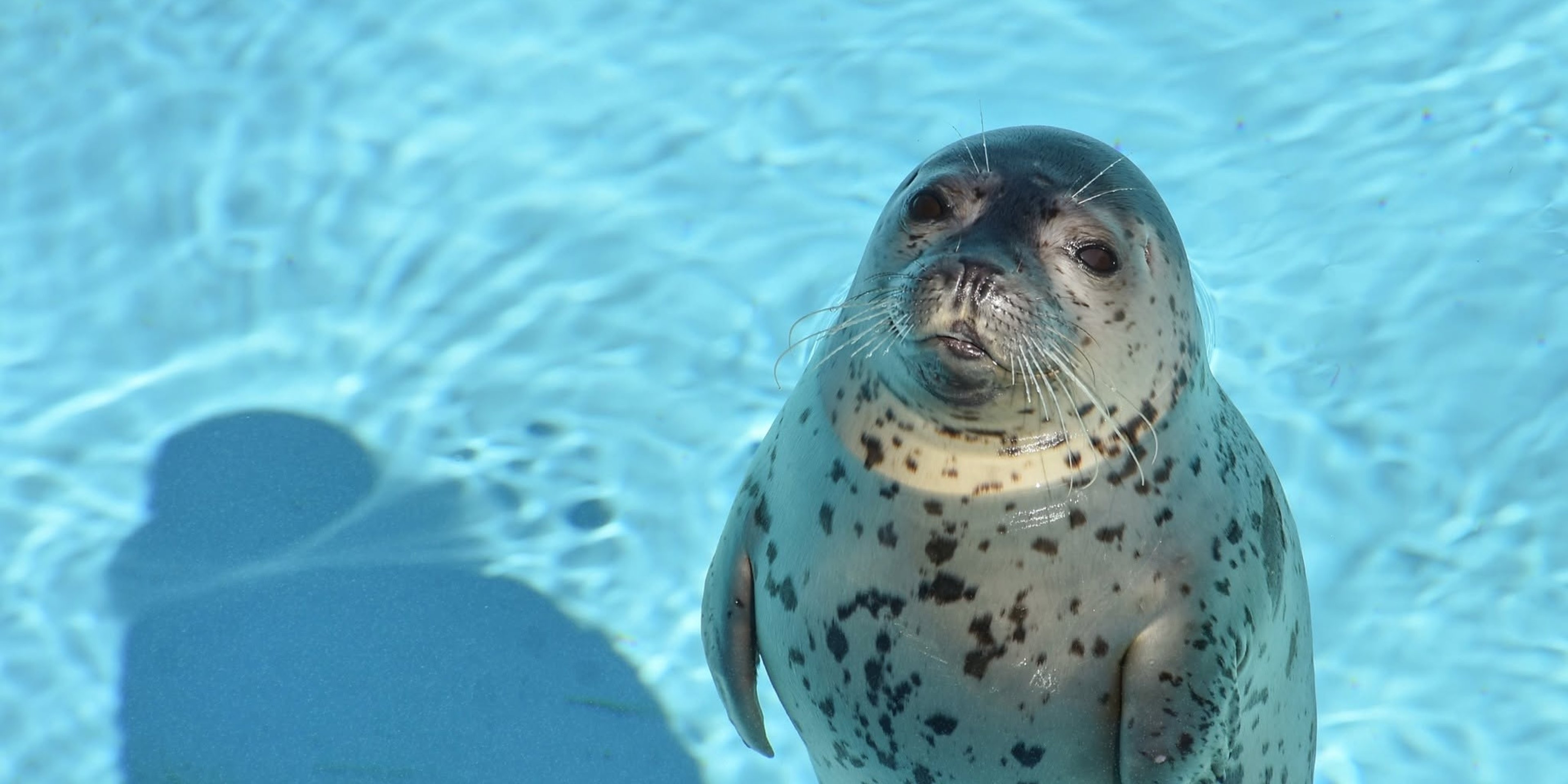 Image for Mystic Aquarium