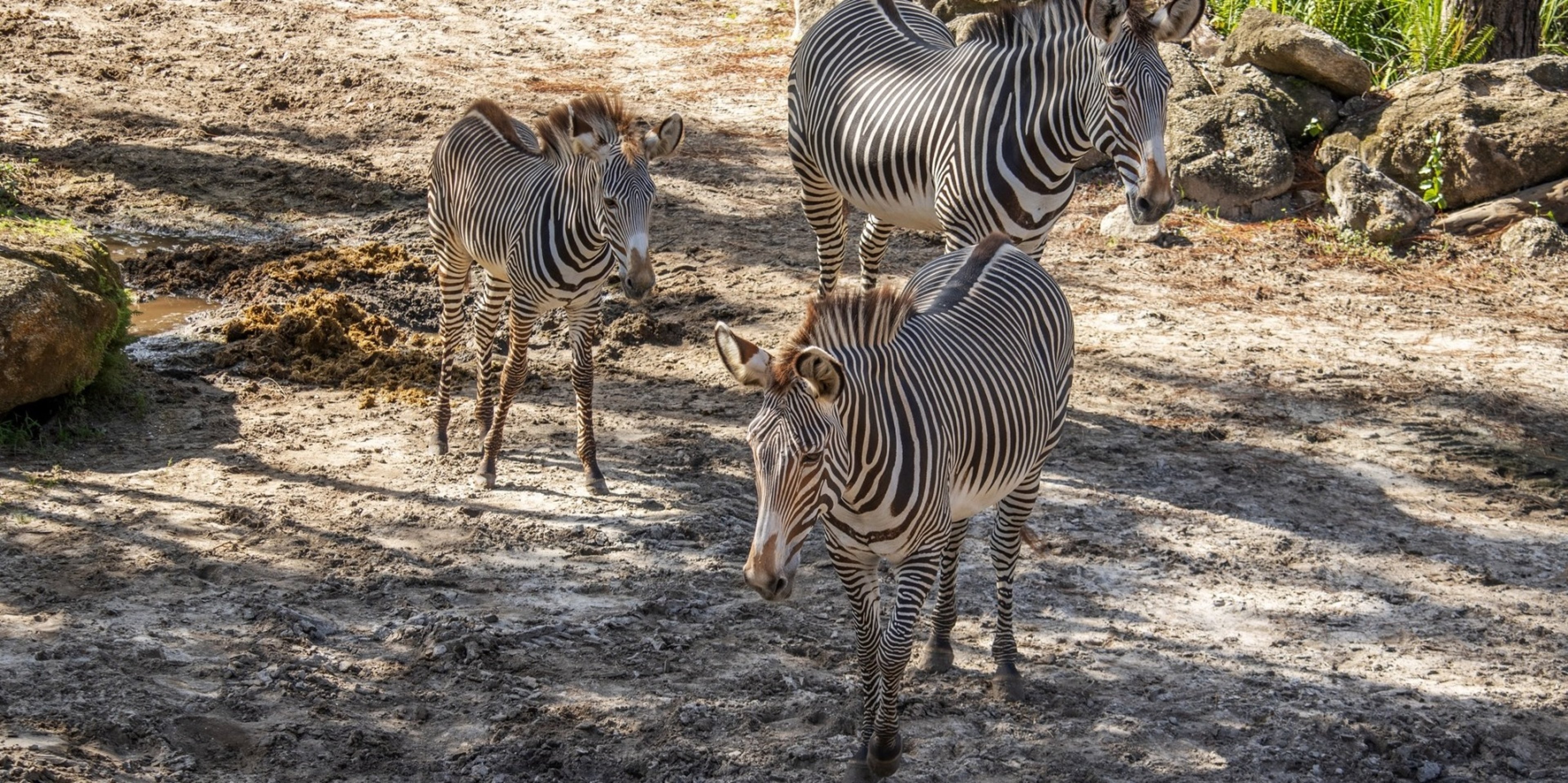Image for Brevard Zoo