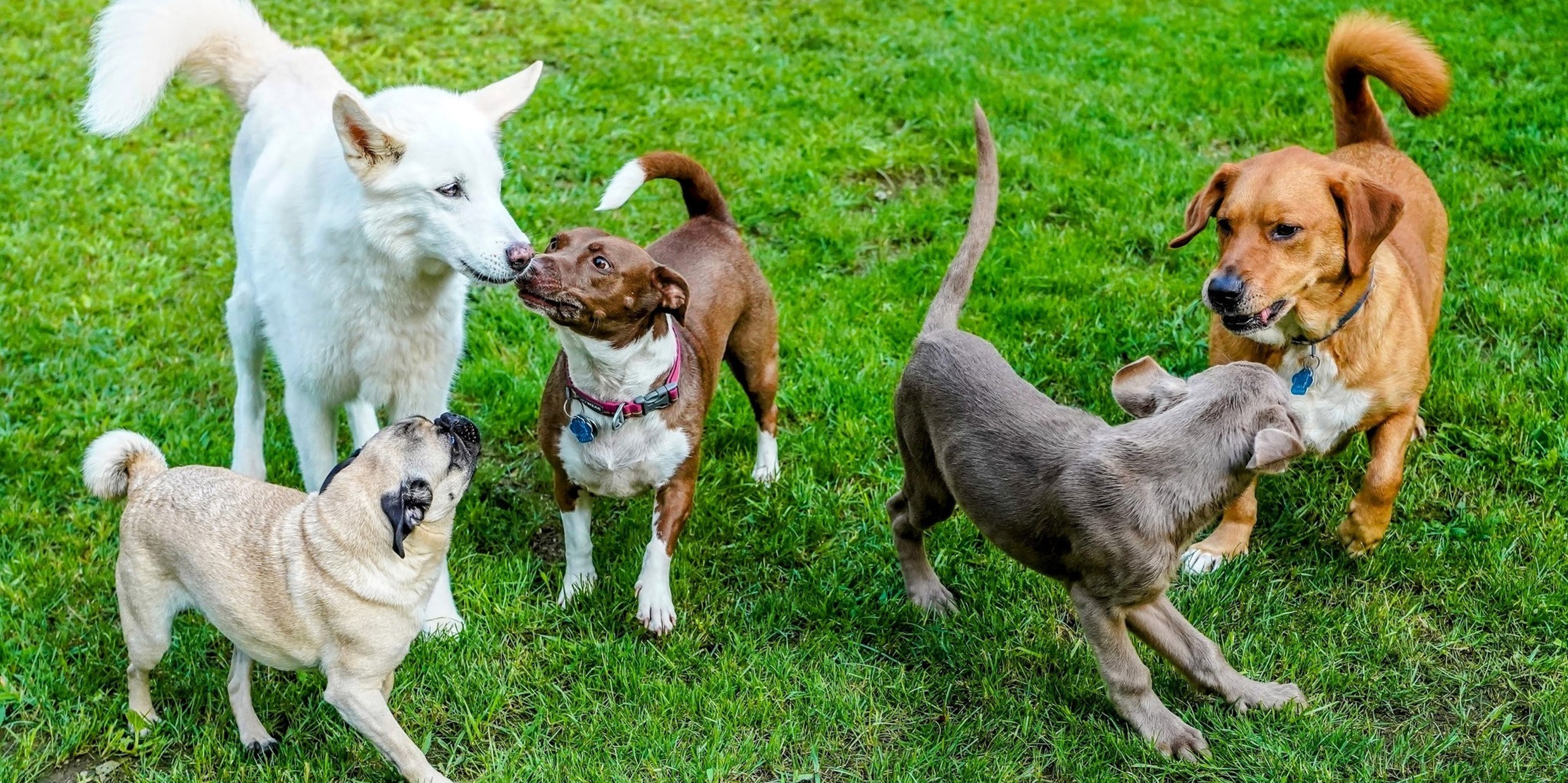 Image for Loyal Biscuit Co.