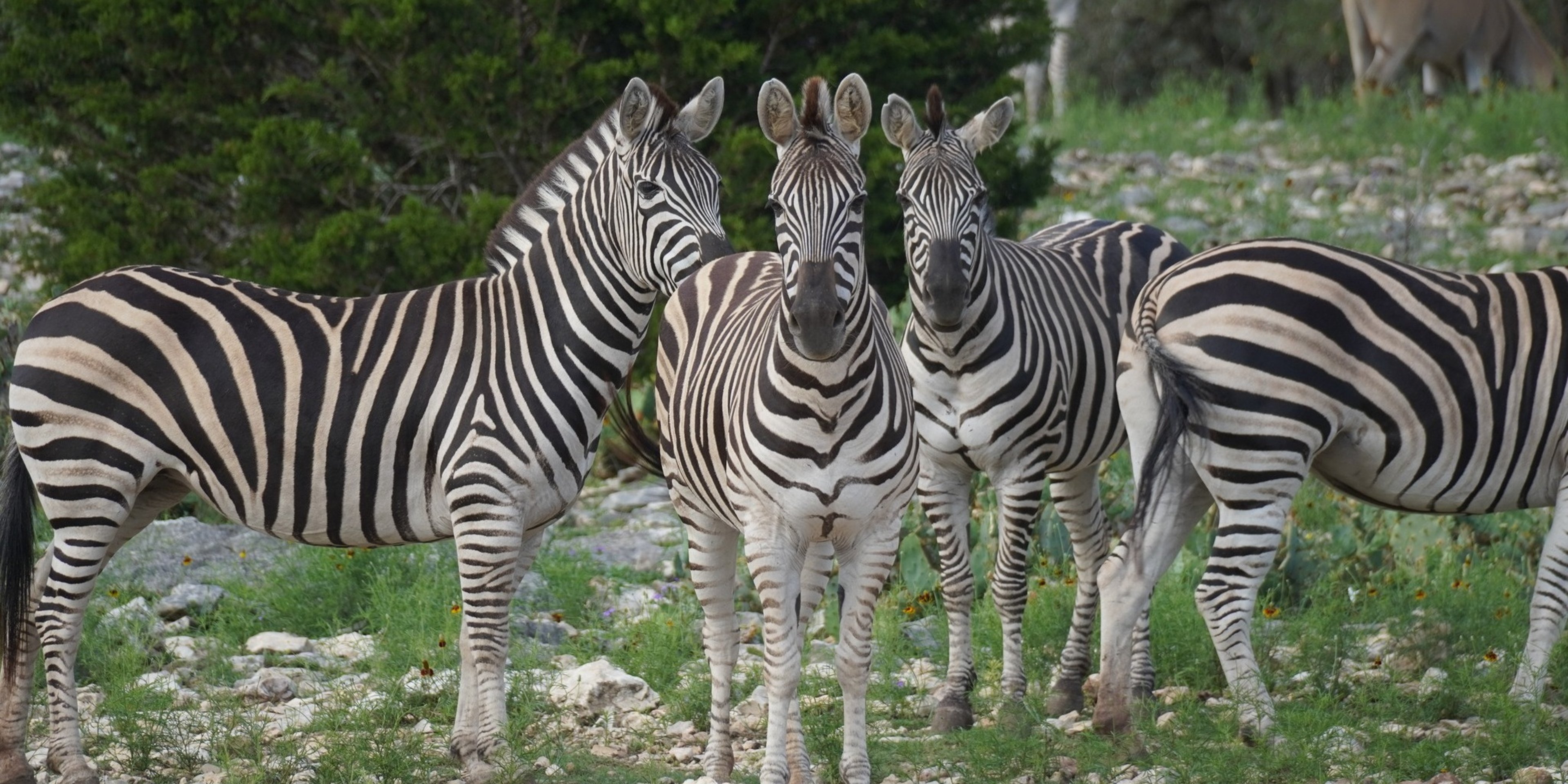 Image for Natural Bridge Wildlife Ranch