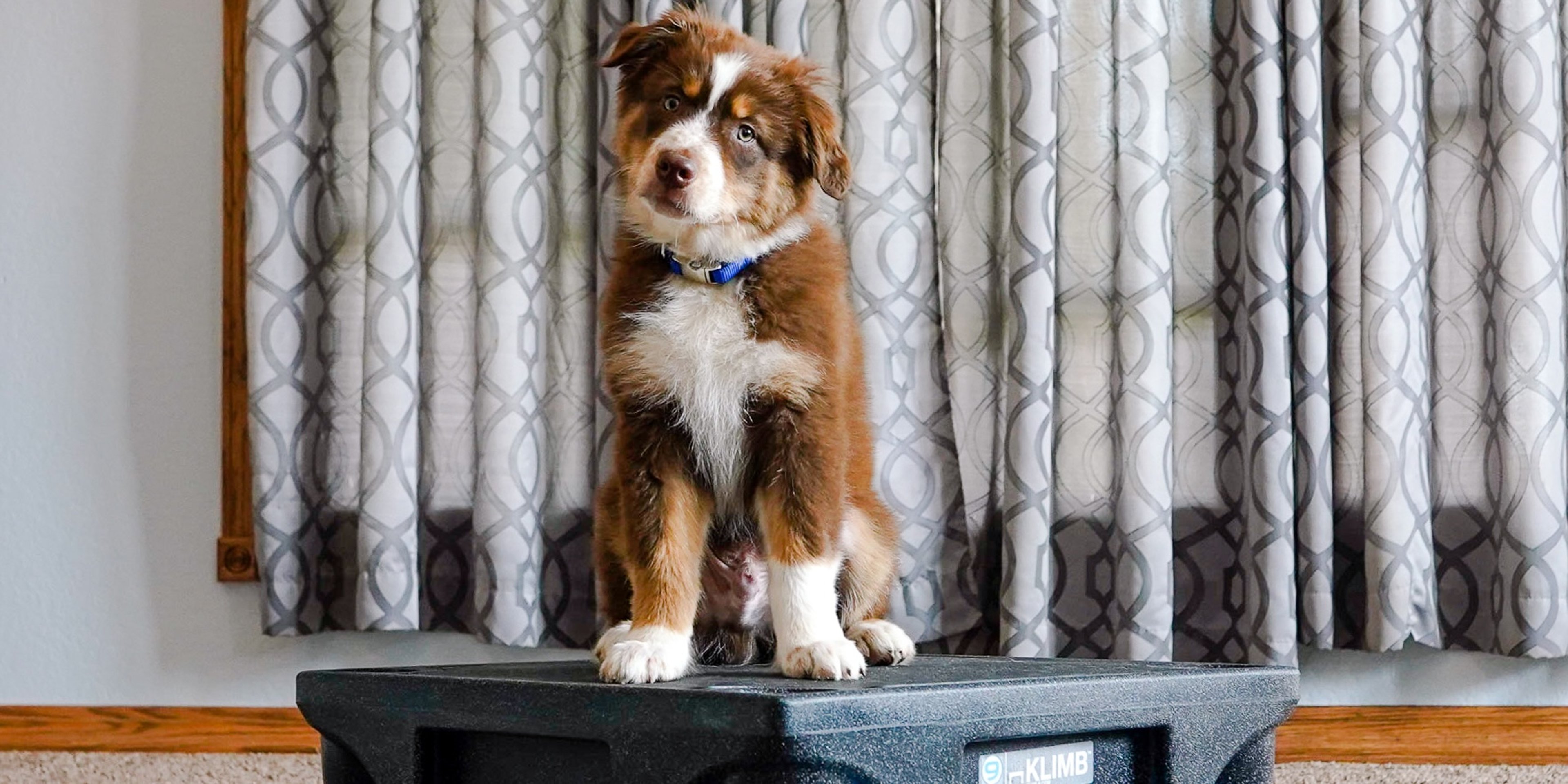 Image for Blue-9 Pet Products