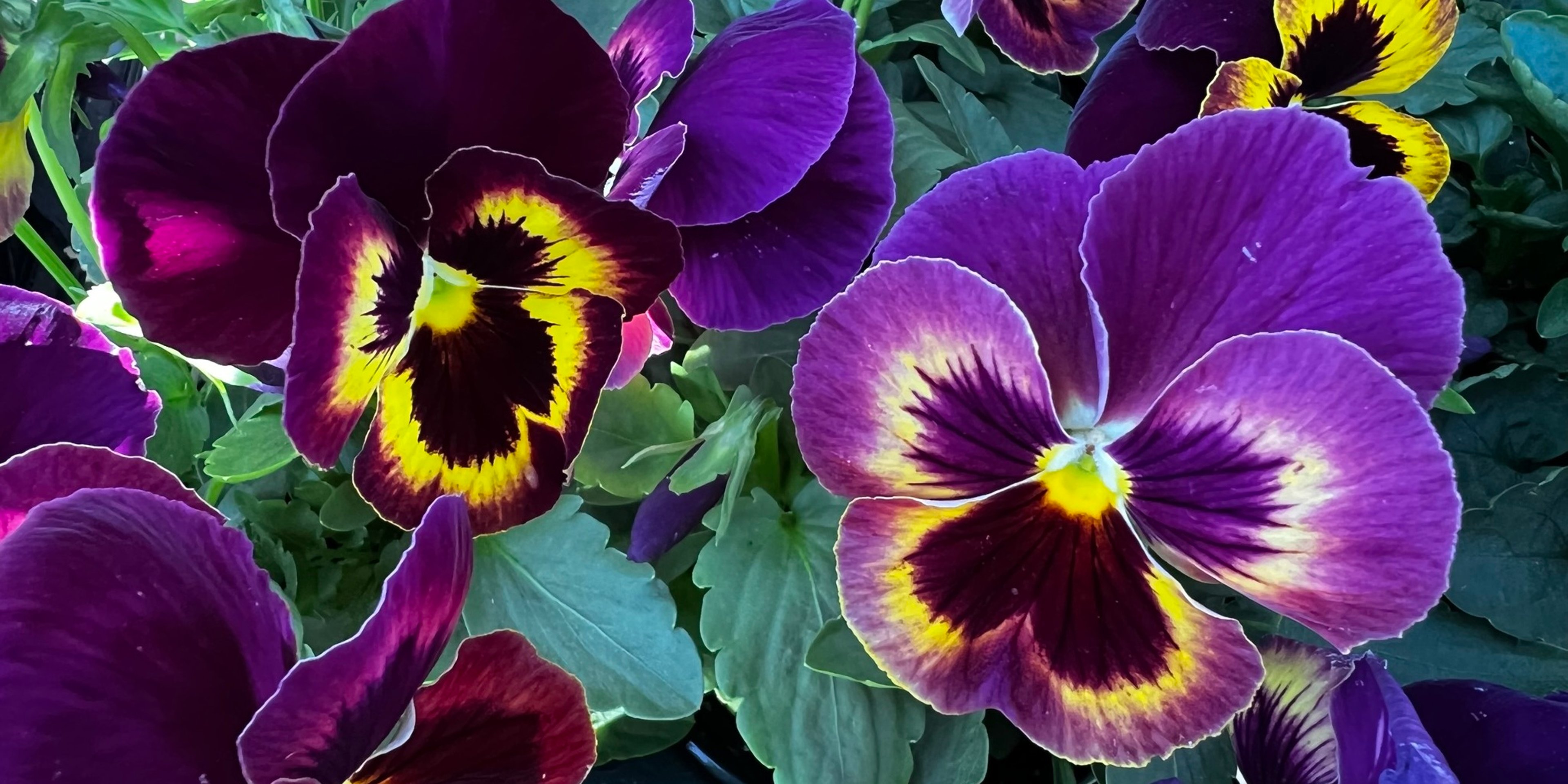 Image for The Growing Place