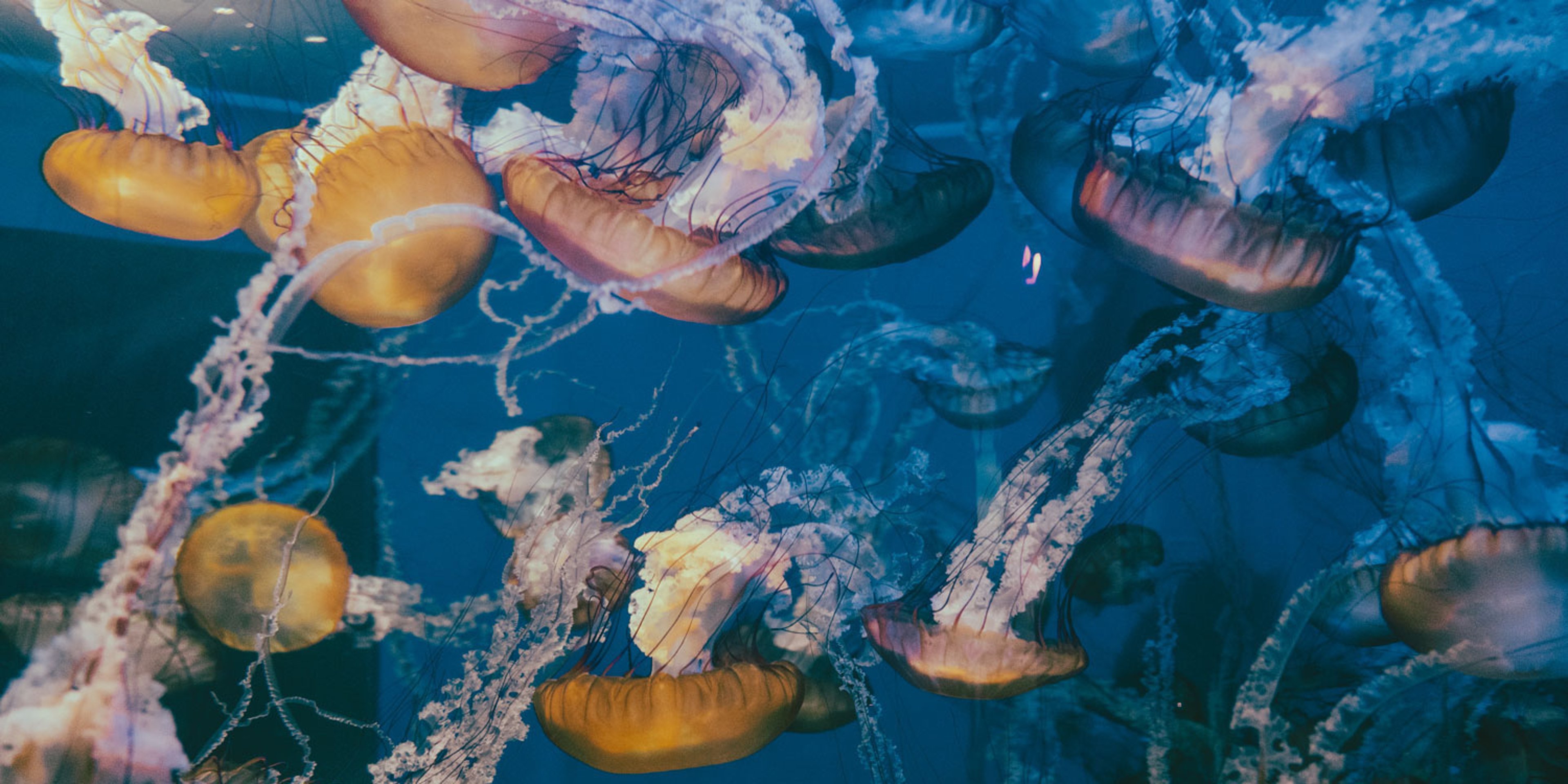 Image for Aquarium of the Pacific