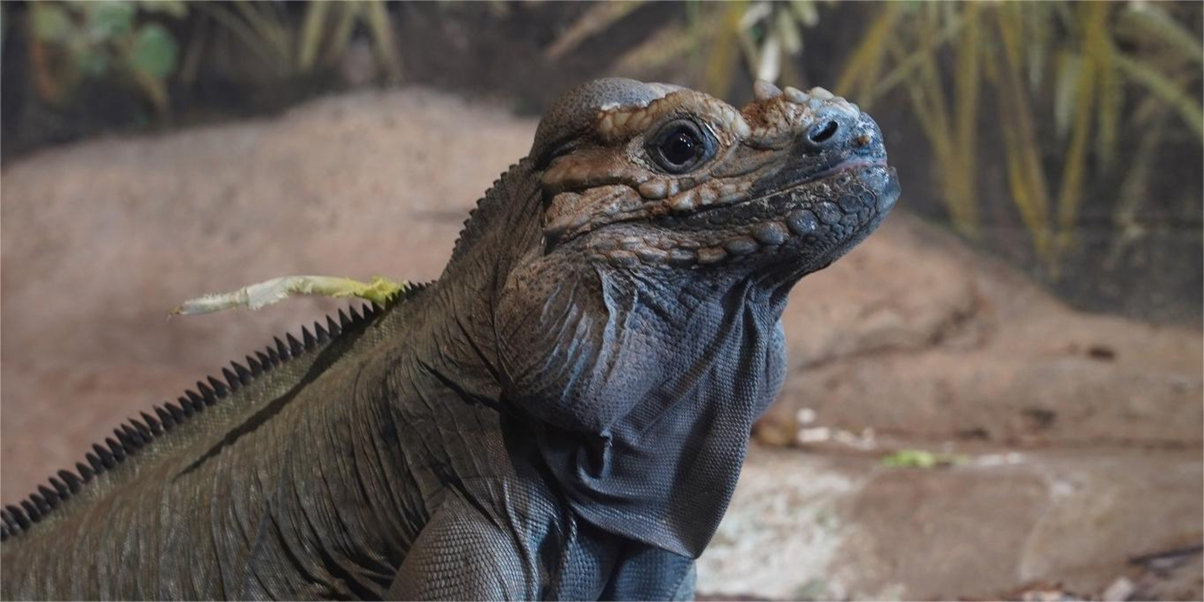 Image for Mesker Park Zoo & Botanic Garden