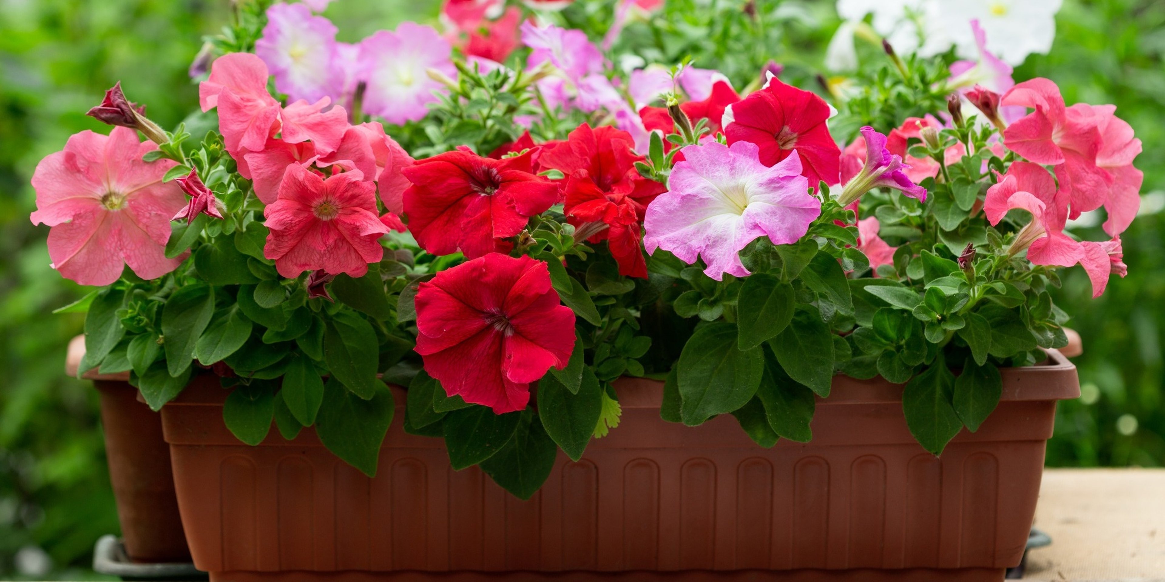 Image for Van Putte Gardens