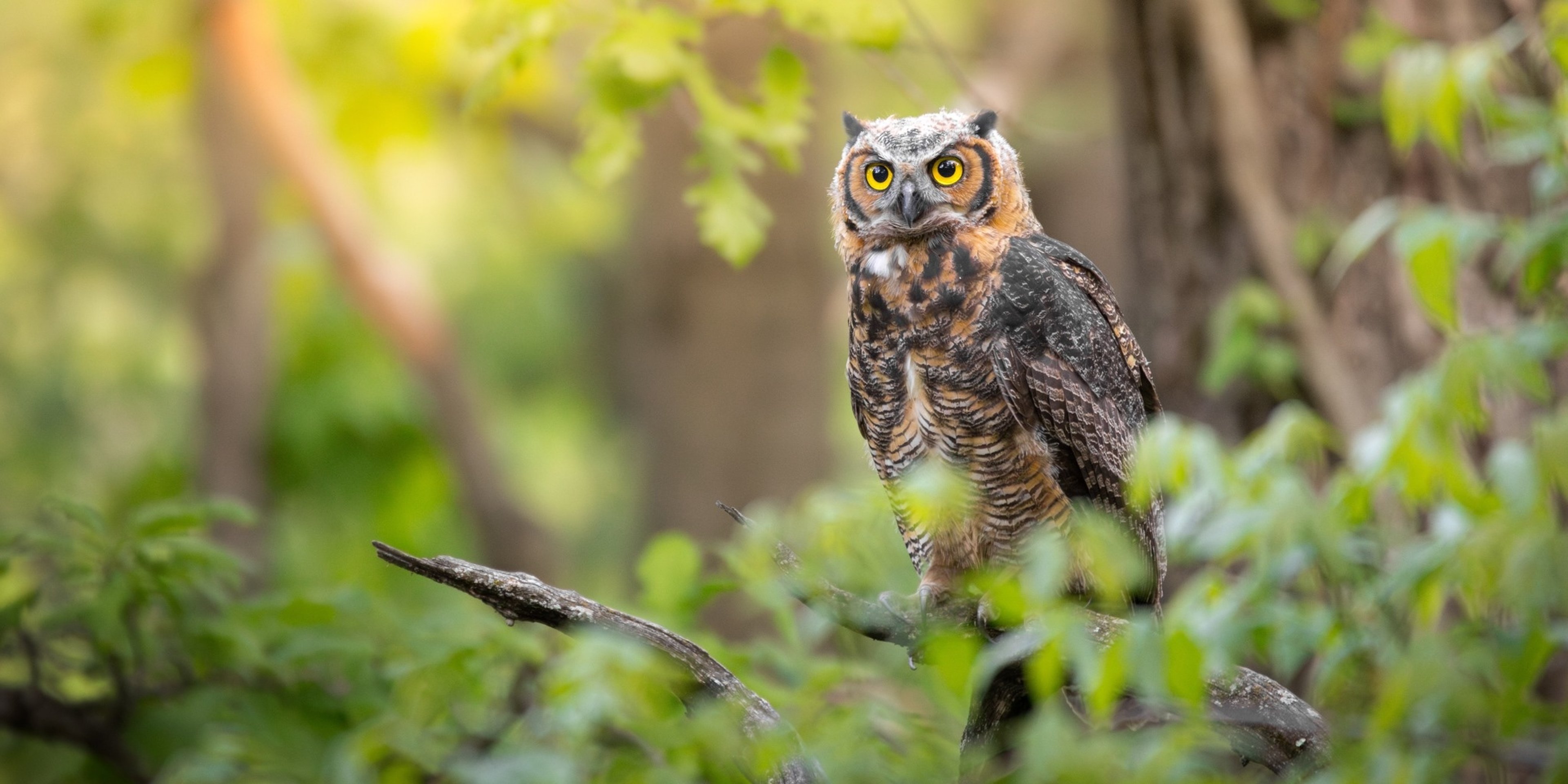 Image for Forest Preserve District