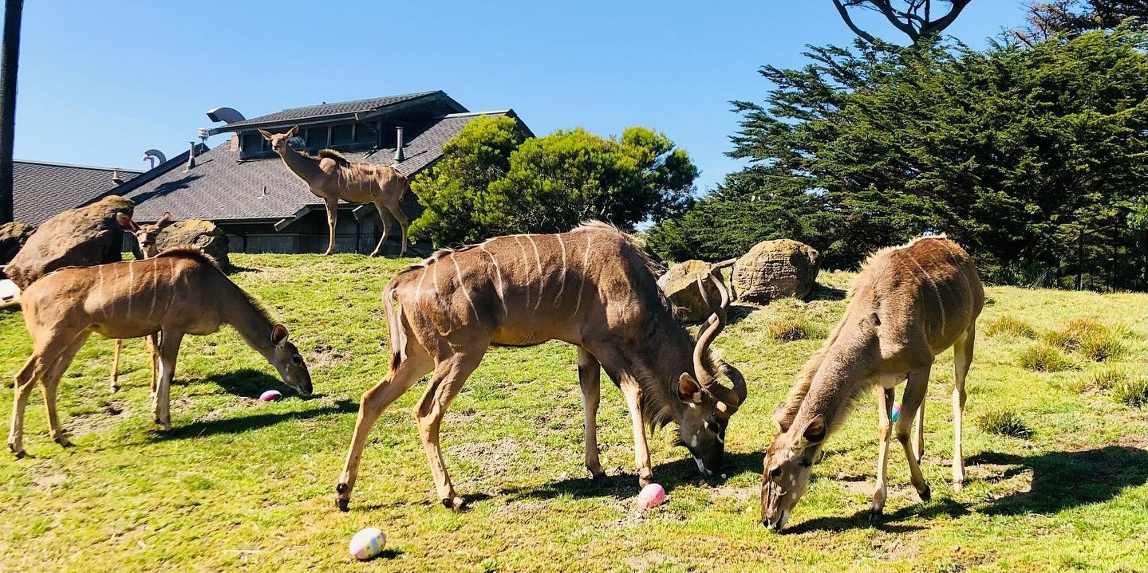 Image for San Francisco Zoo