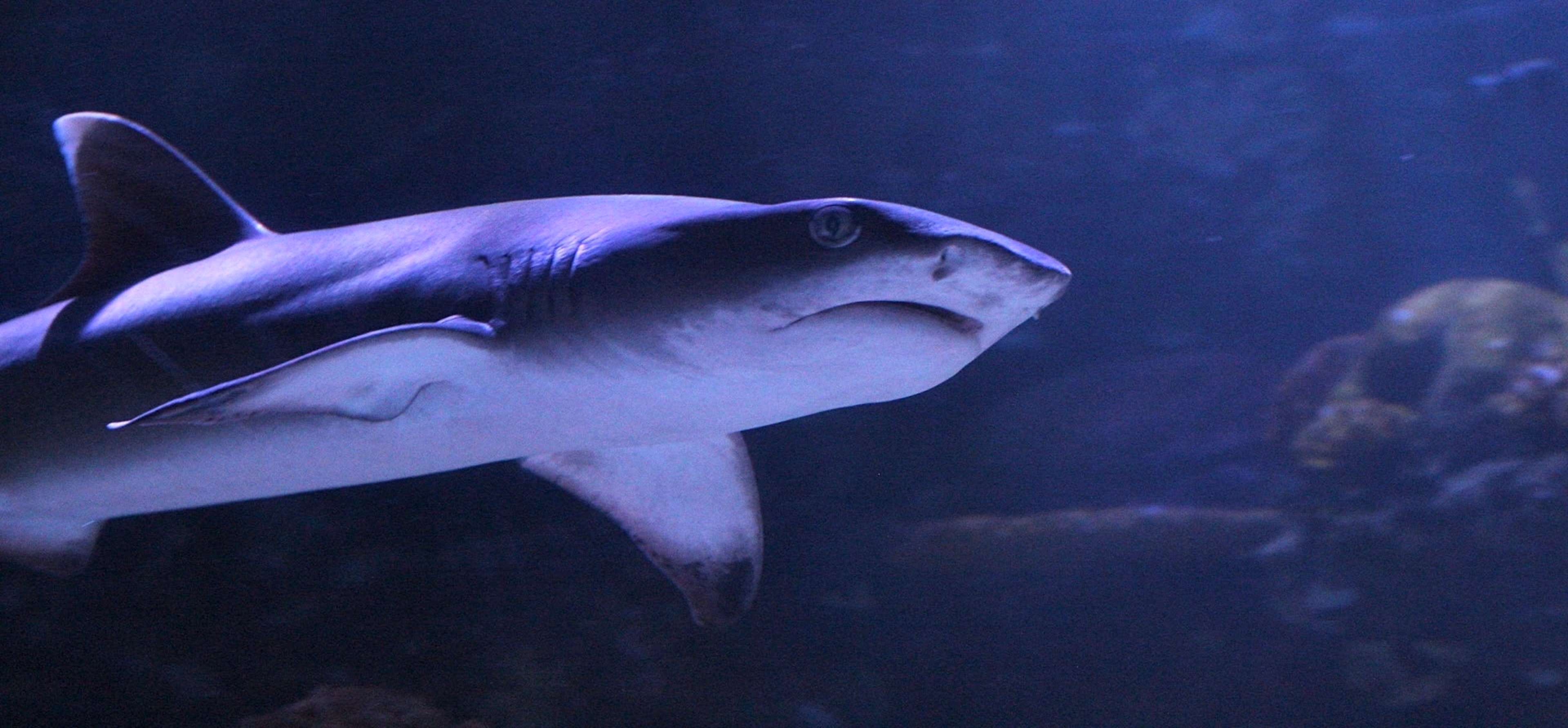 Image for Shreveport Aquarium