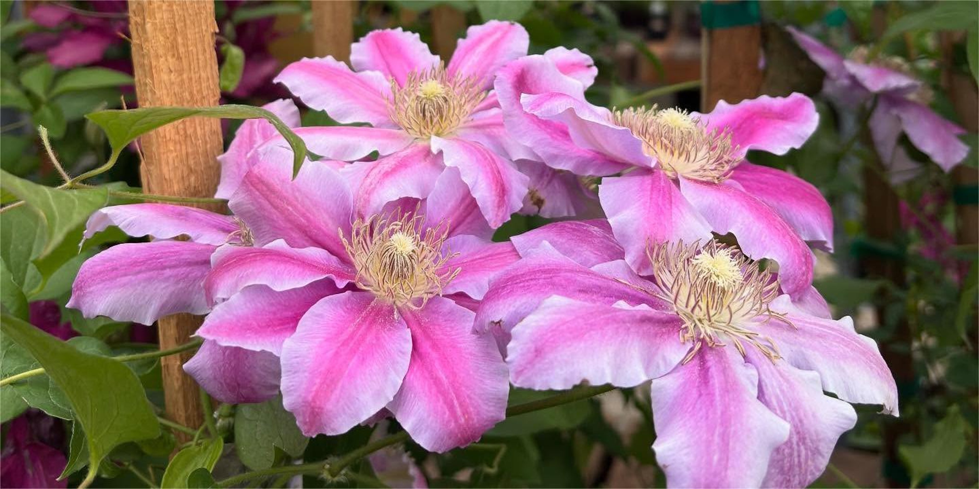 Image for Yard‘ n Garden Land