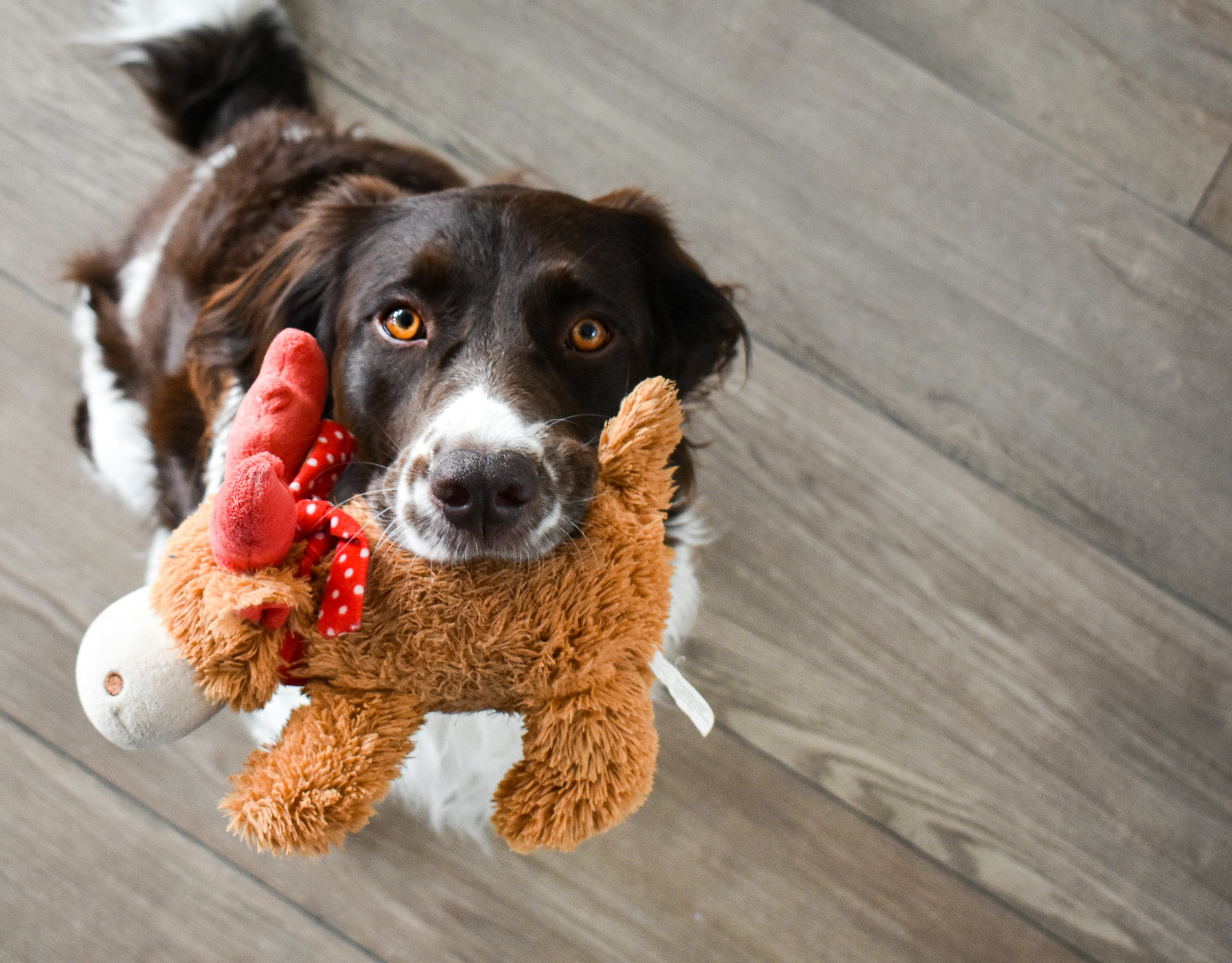 Cover photo for Petco Donation Request