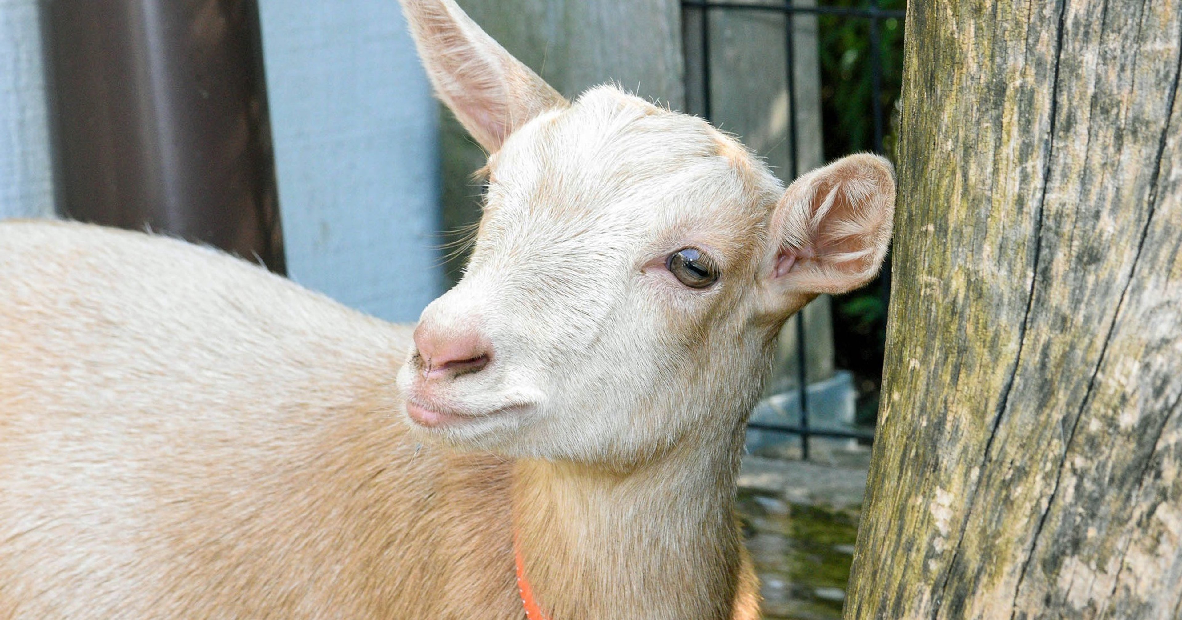 Image for Chicago Zoological Society